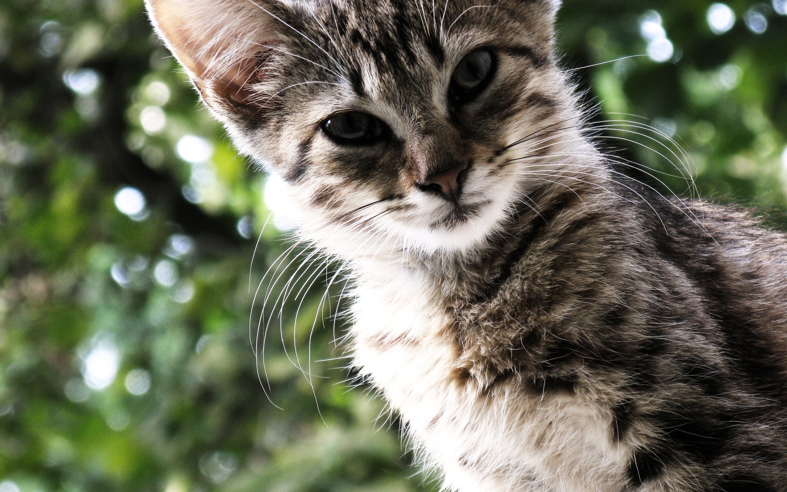 Download mobile wallpaper Cats, Cat, Animal for free.