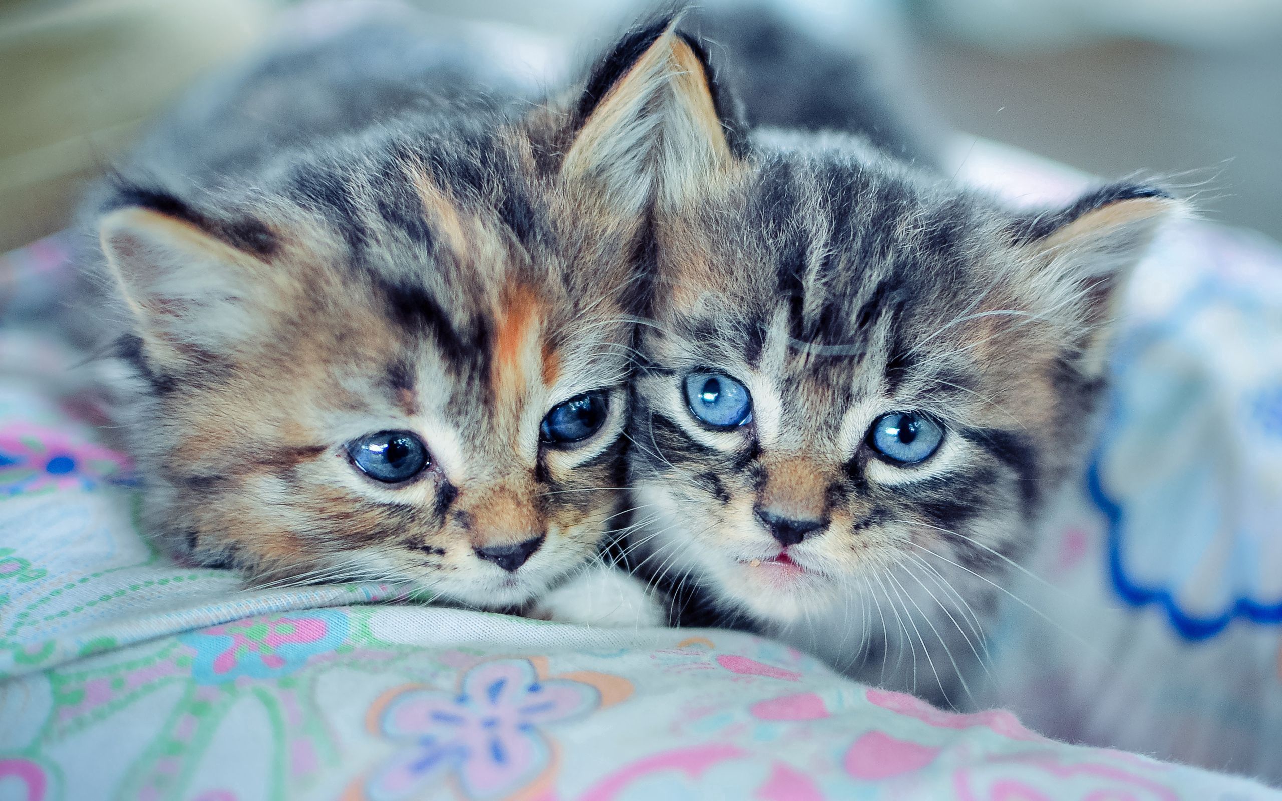 couple, animals, pair, blue eyed, cute, kittens