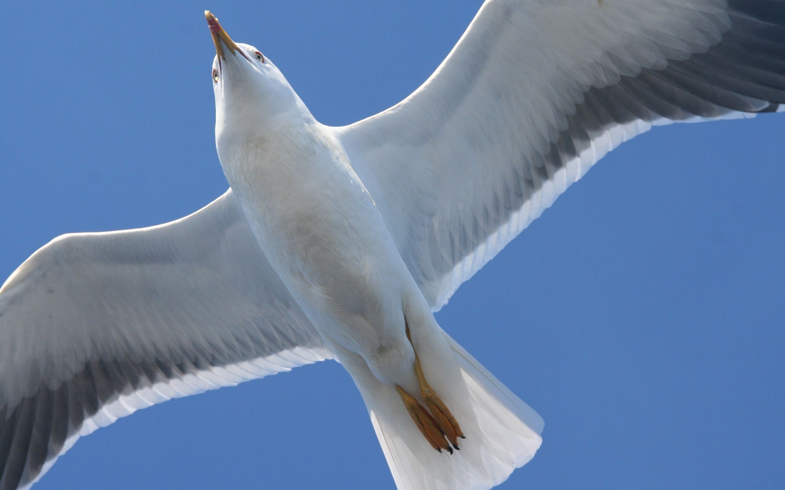 HD Gull Android Images
