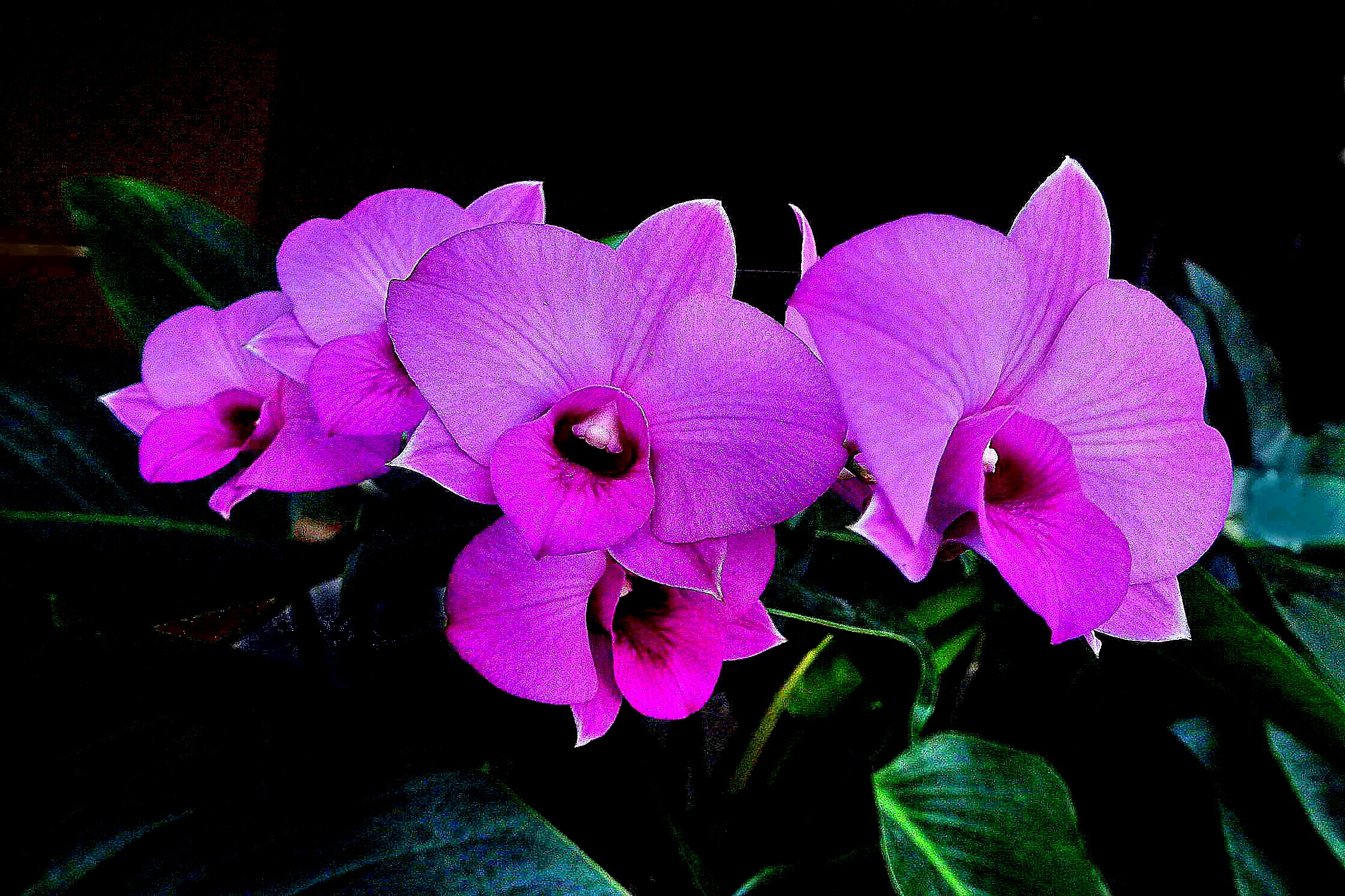 Handy-Wallpaper Blumen, Blume, Orchidee, Lila Blume, Erde/natur kostenlos herunterladen.