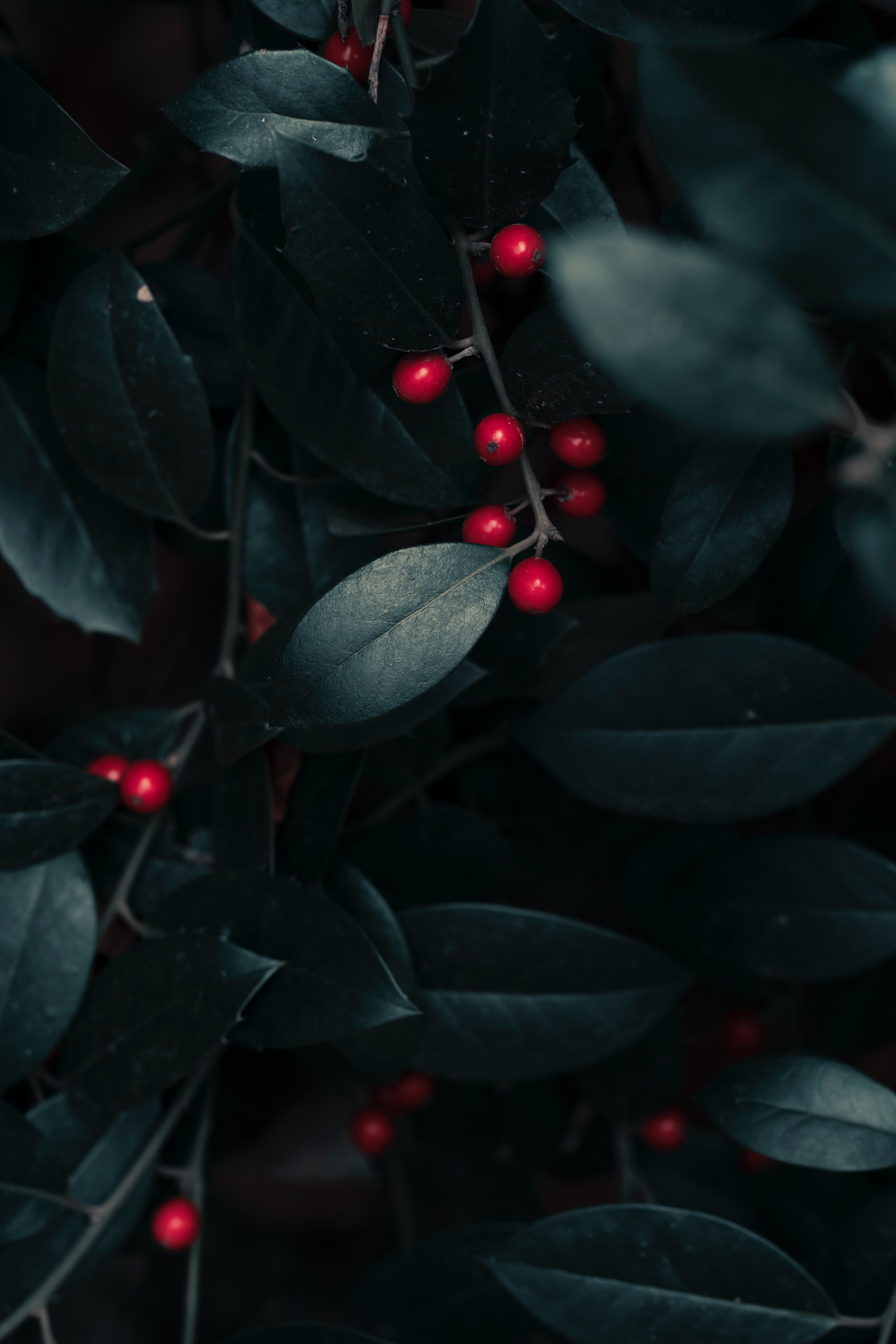 Download mobile wallpaper Branches, Macro, Leaves, Berries for free.