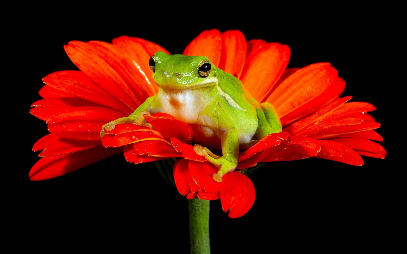 Free download wallpaper Animal, Frog on your PC desktop