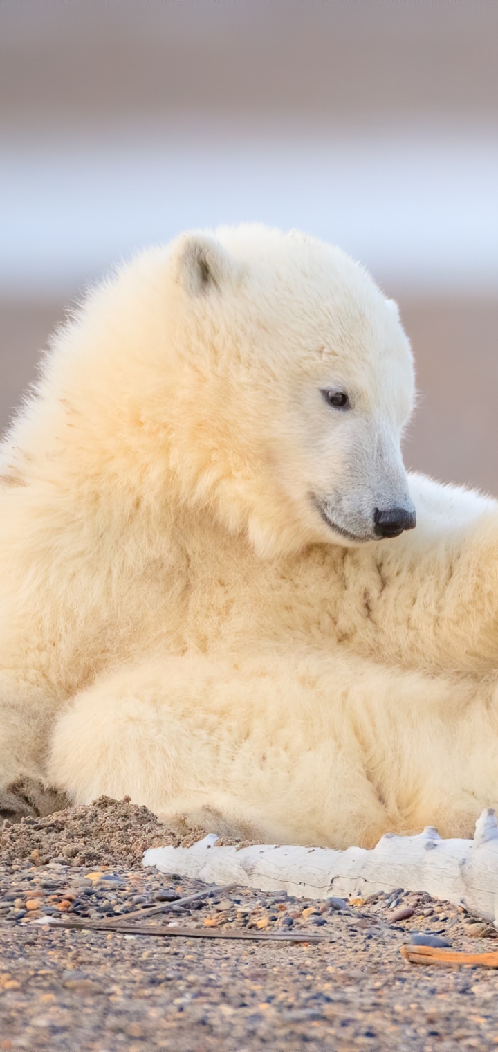 Download mobile wallpaper Bears, Animal, Polar Bear for free.