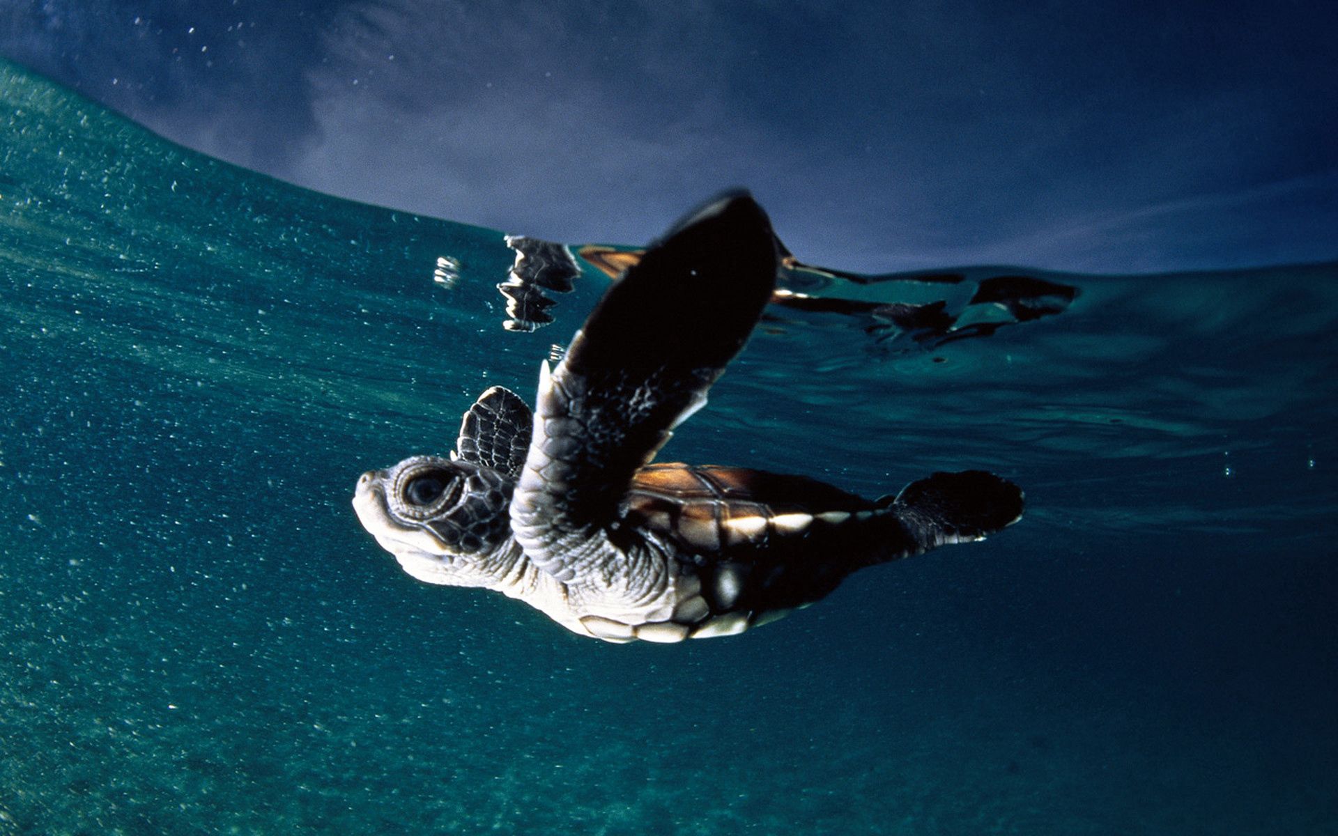 underwater world, animals, sea, to swim, swim, turtle