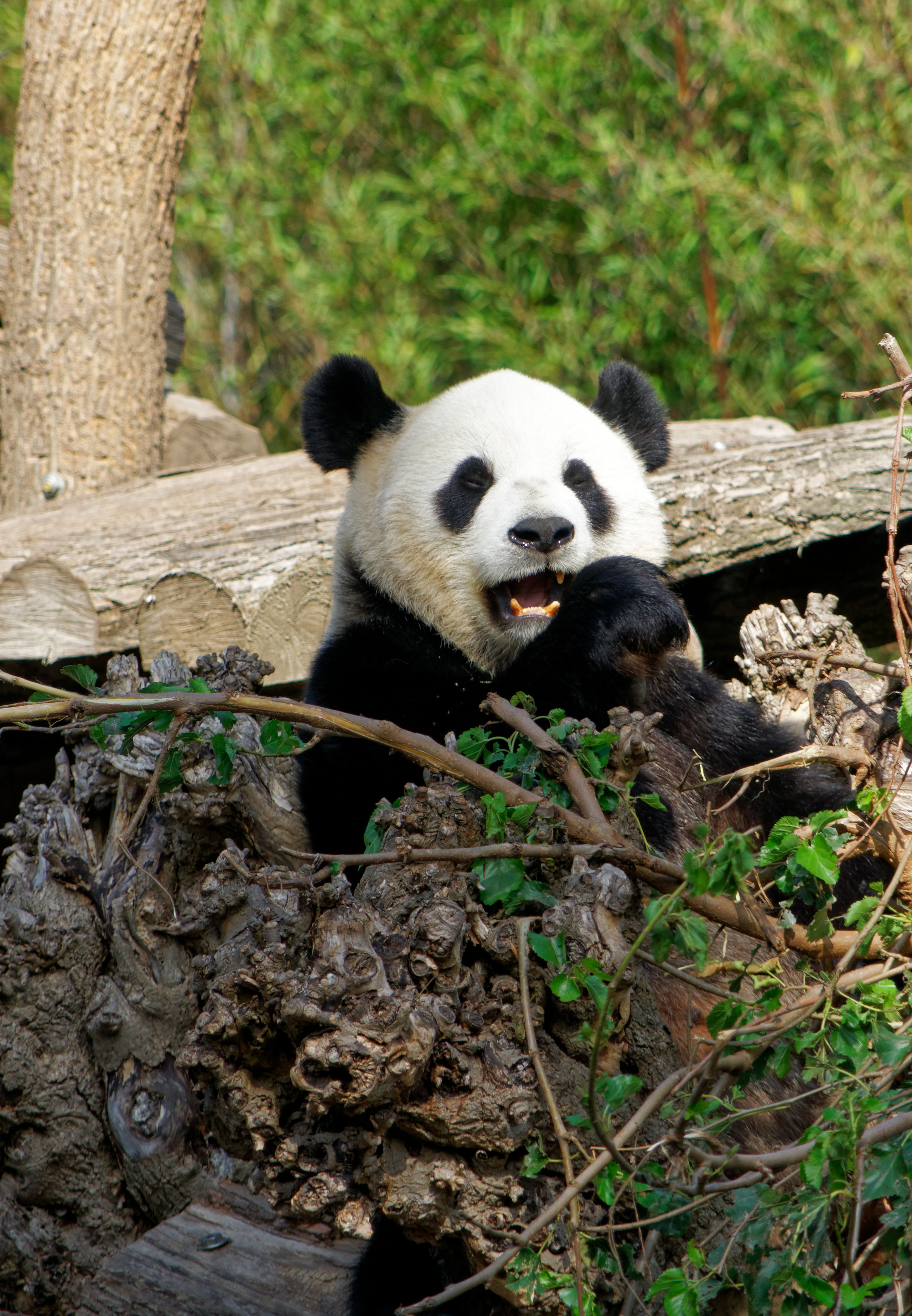 138572画像をダウンロード動物, パンダ, くま, 熊, おかしい, 可笑しい-壁紙とスクリーンセーバーを無料で