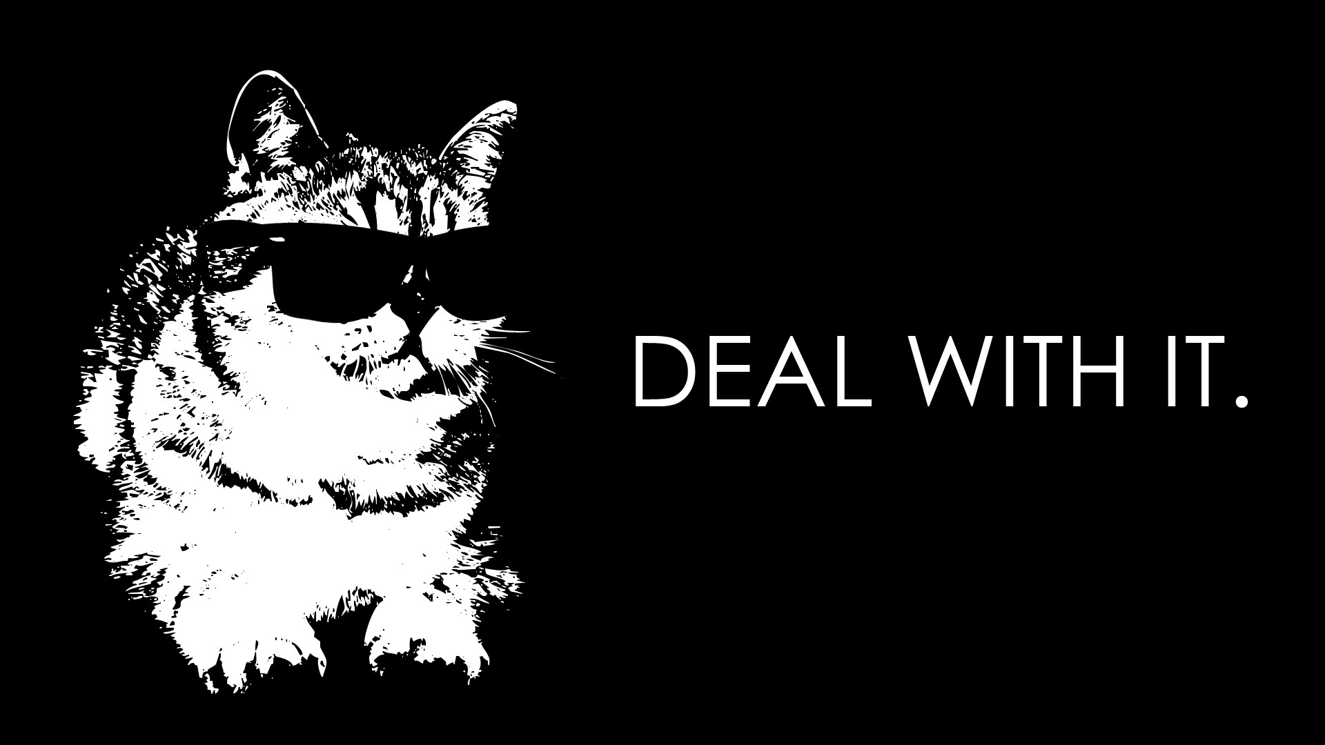 Free download wallpaper Cat, Animal, Humor on your PC desktop