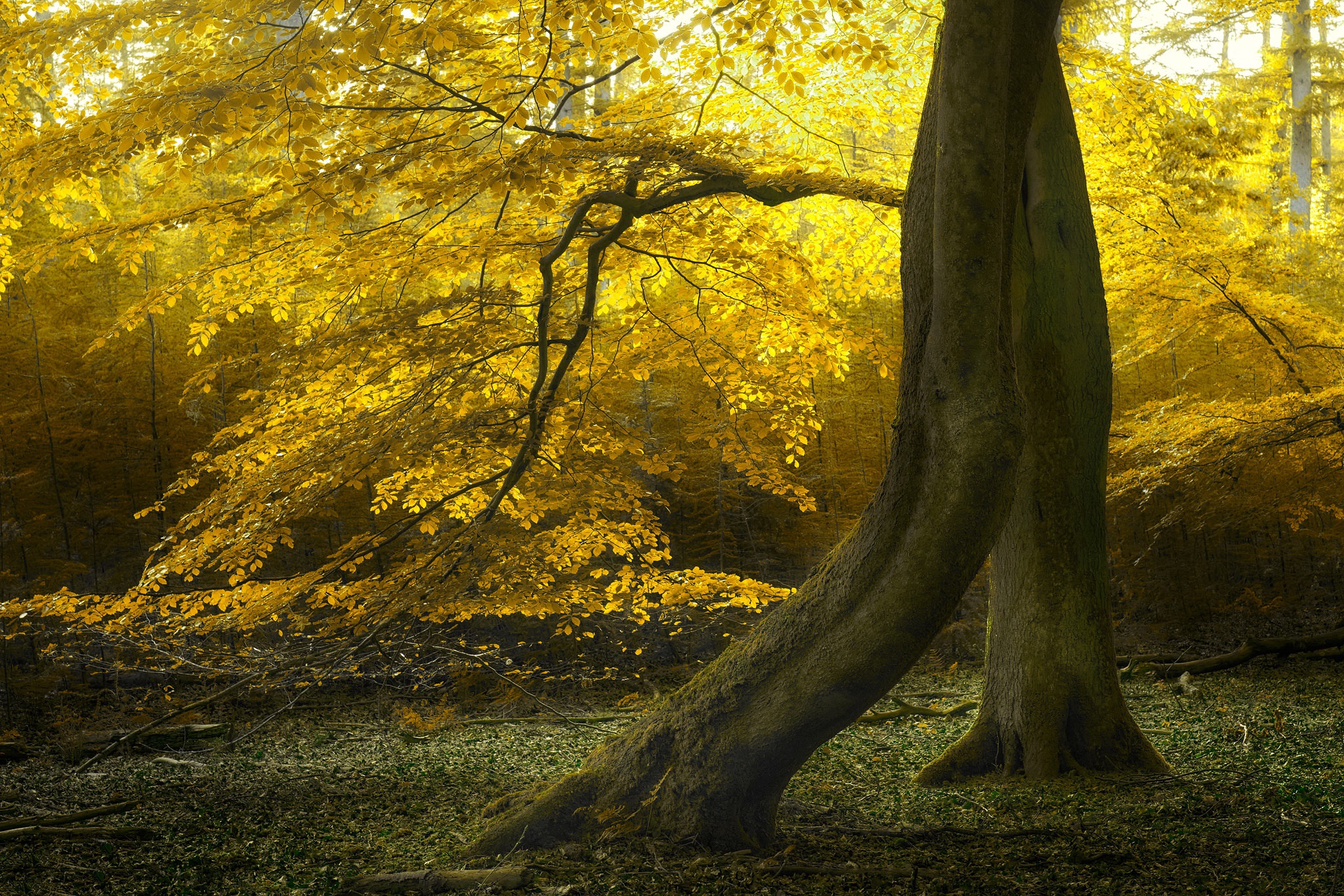 Скачать картинку Деревья, Осень, Лес, Дерево, Земля/природа в телефон бесплатно.
