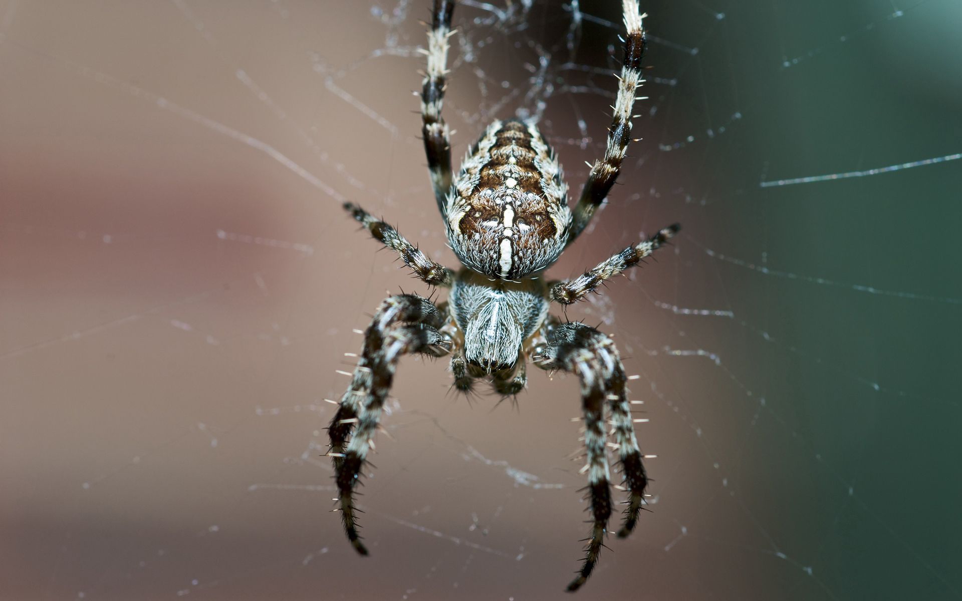 web, macro, legs, insect, small, spider QHD