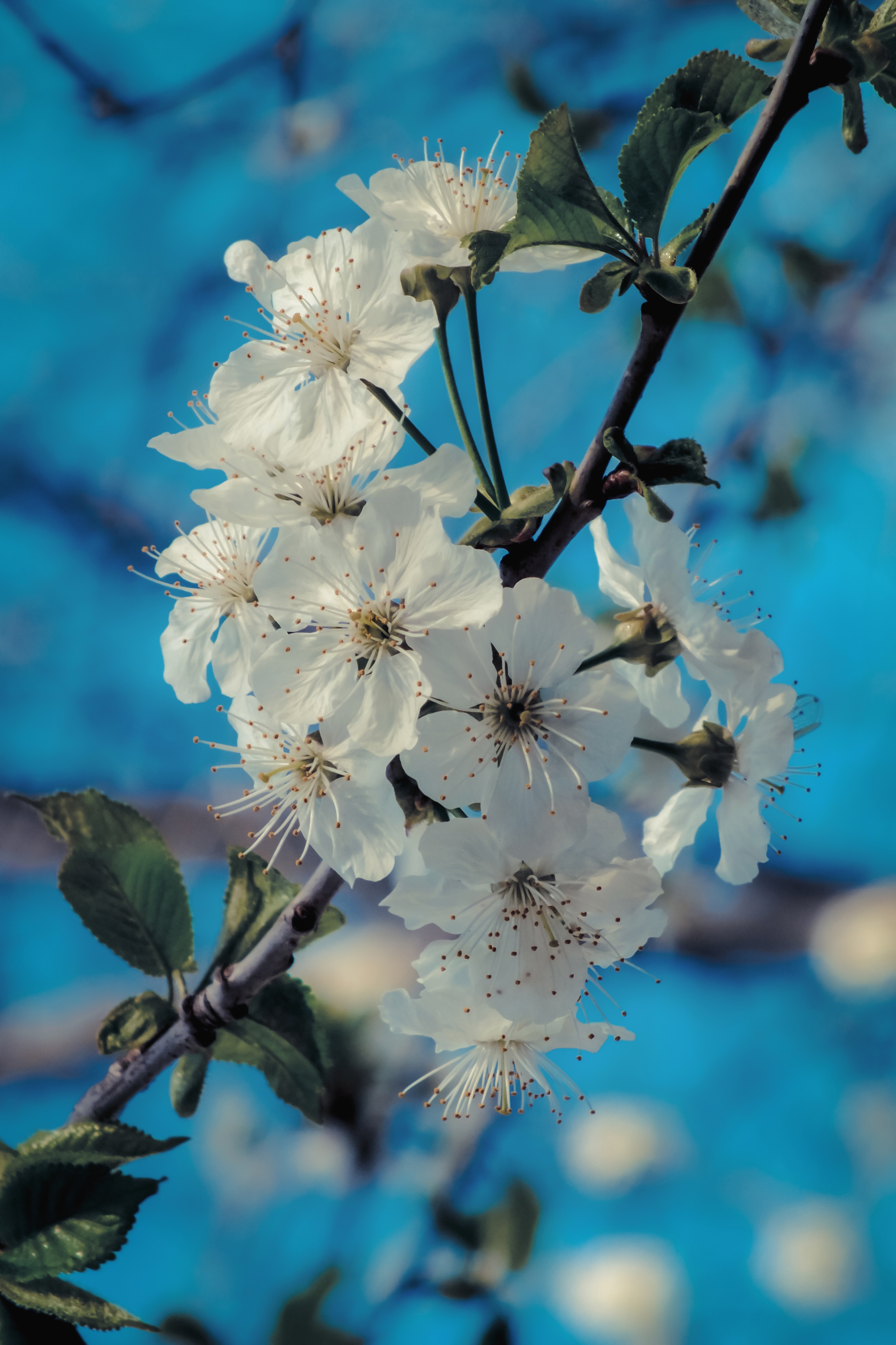 bloom, flowers, macro, petals, flowering, branch, spring Smartphone Background
