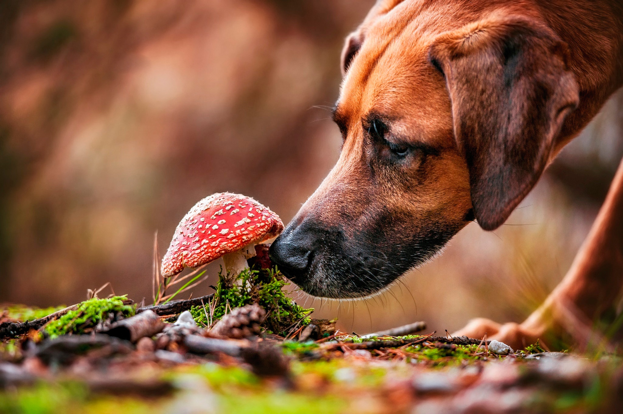 Download mobile wallpaper Dogs, Dog, Muzzle, Animal, Mushroom for free.