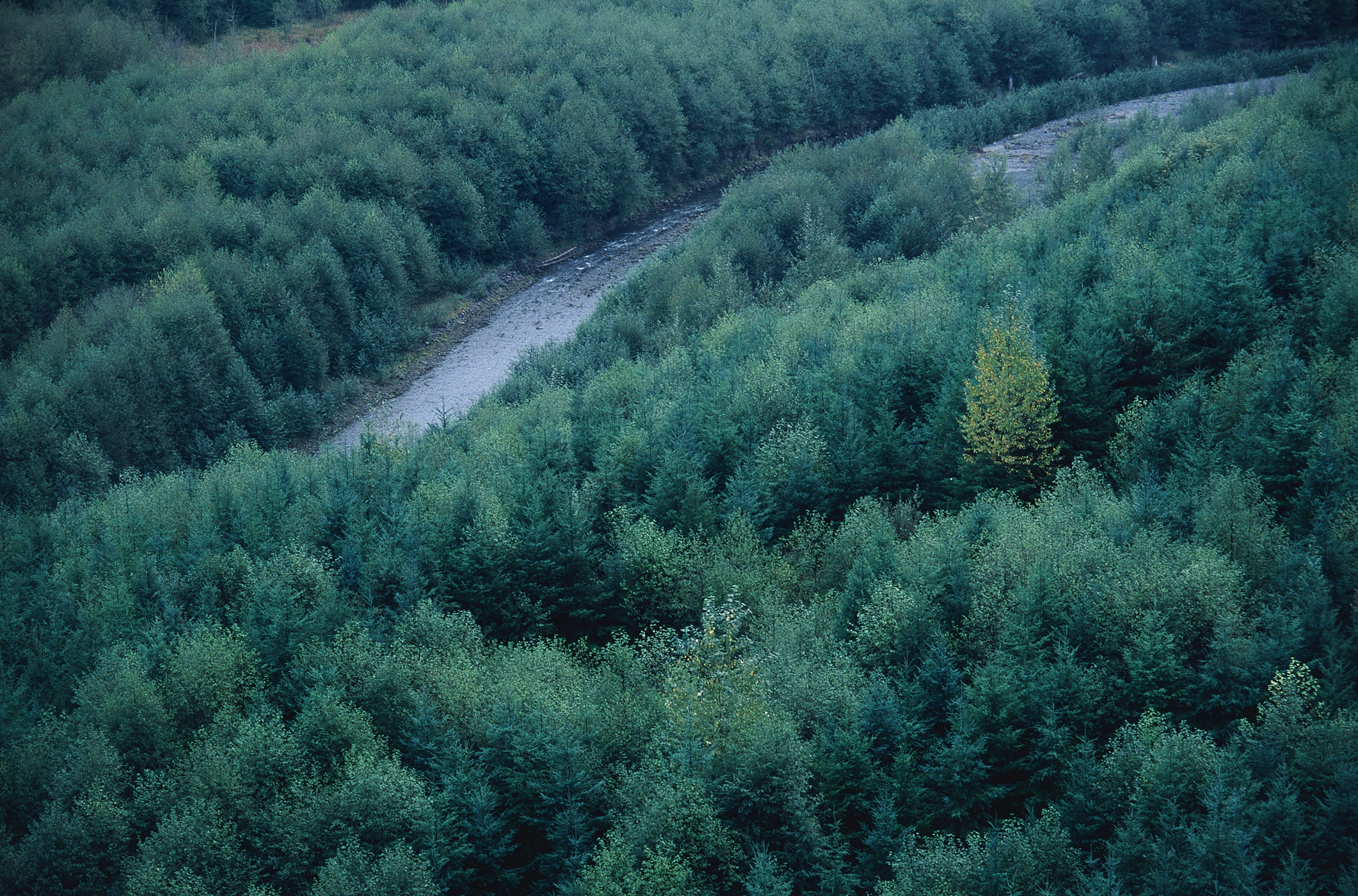 nature, rivers, trees, green, top, conifers, coniferous, forest, height, tops