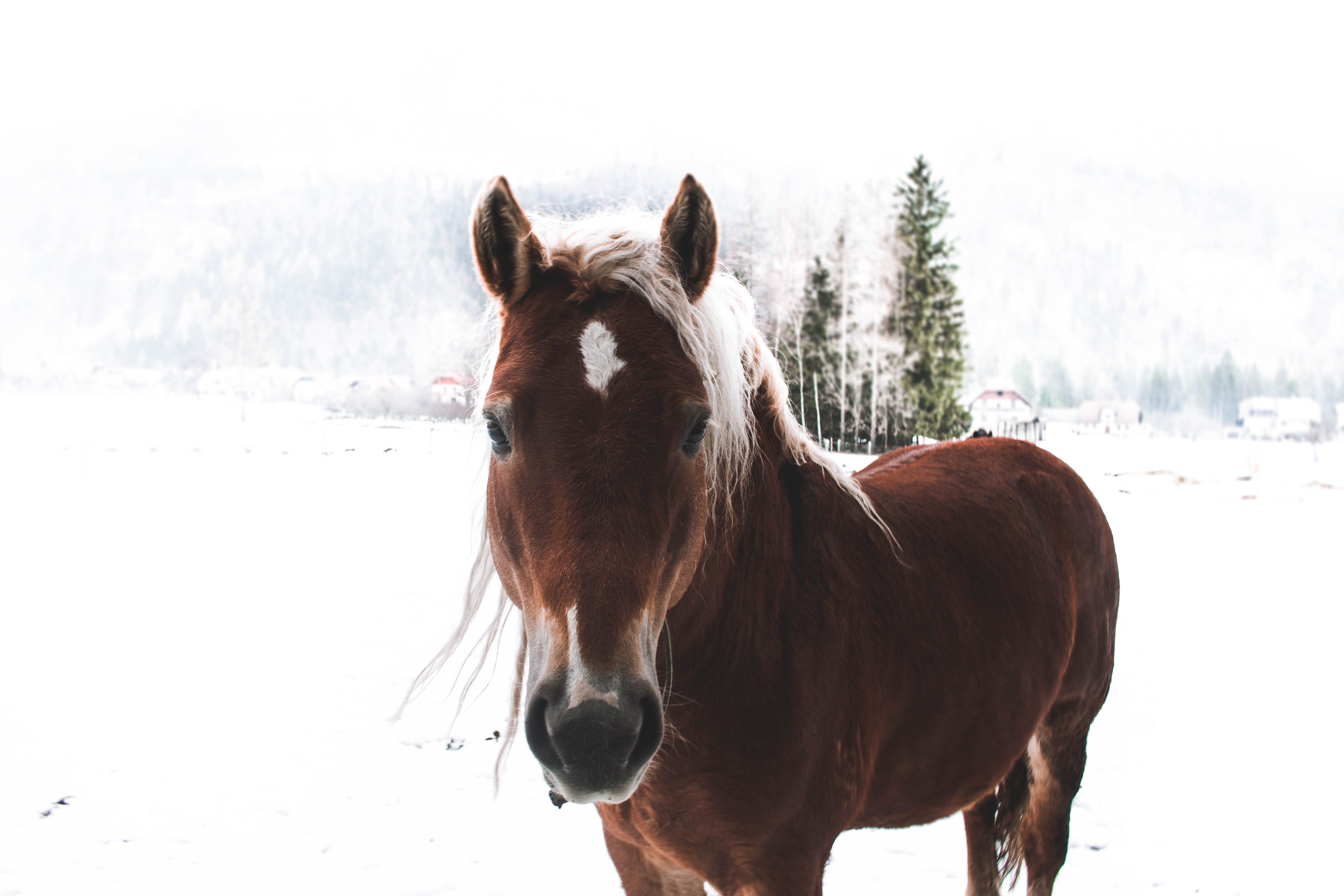 52149 скачать картинку снег, животные, морда, конь - обои и заставки бесплатно