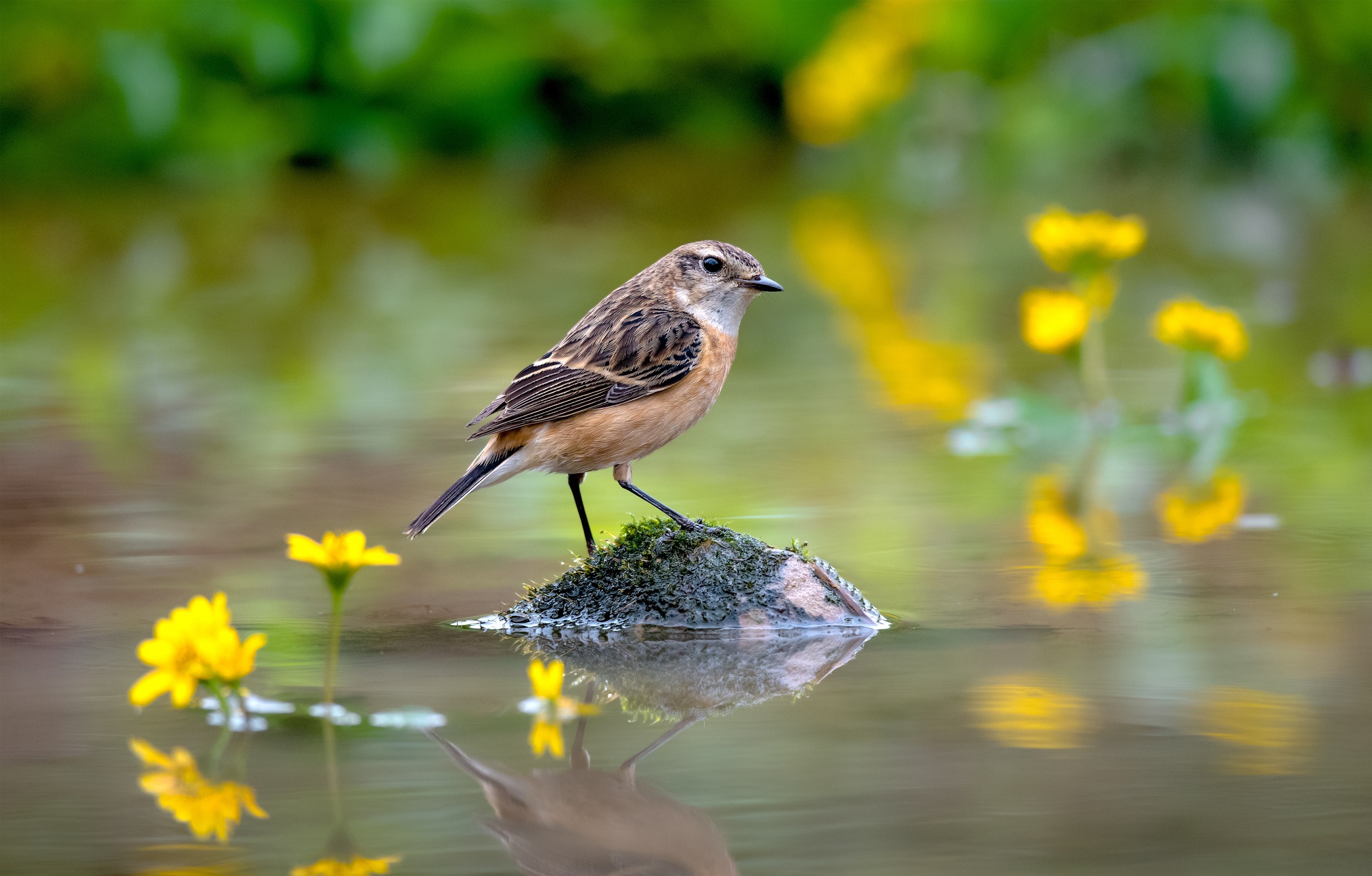 Free download wallpaper Birds, Reflection, Bird, Animal on your PC desktop