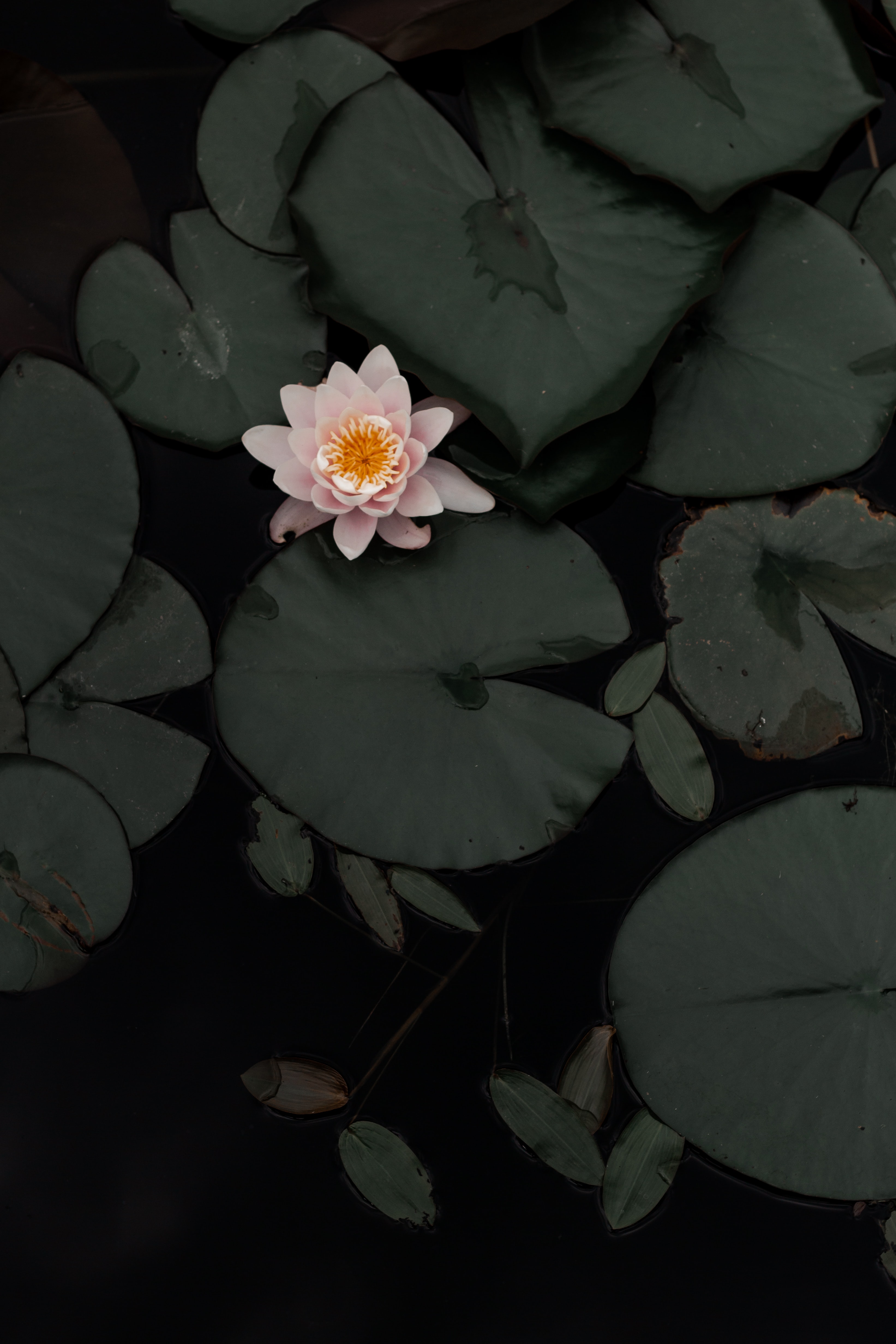 lotus, swamp, flowers, flower, plant HD wallpaper