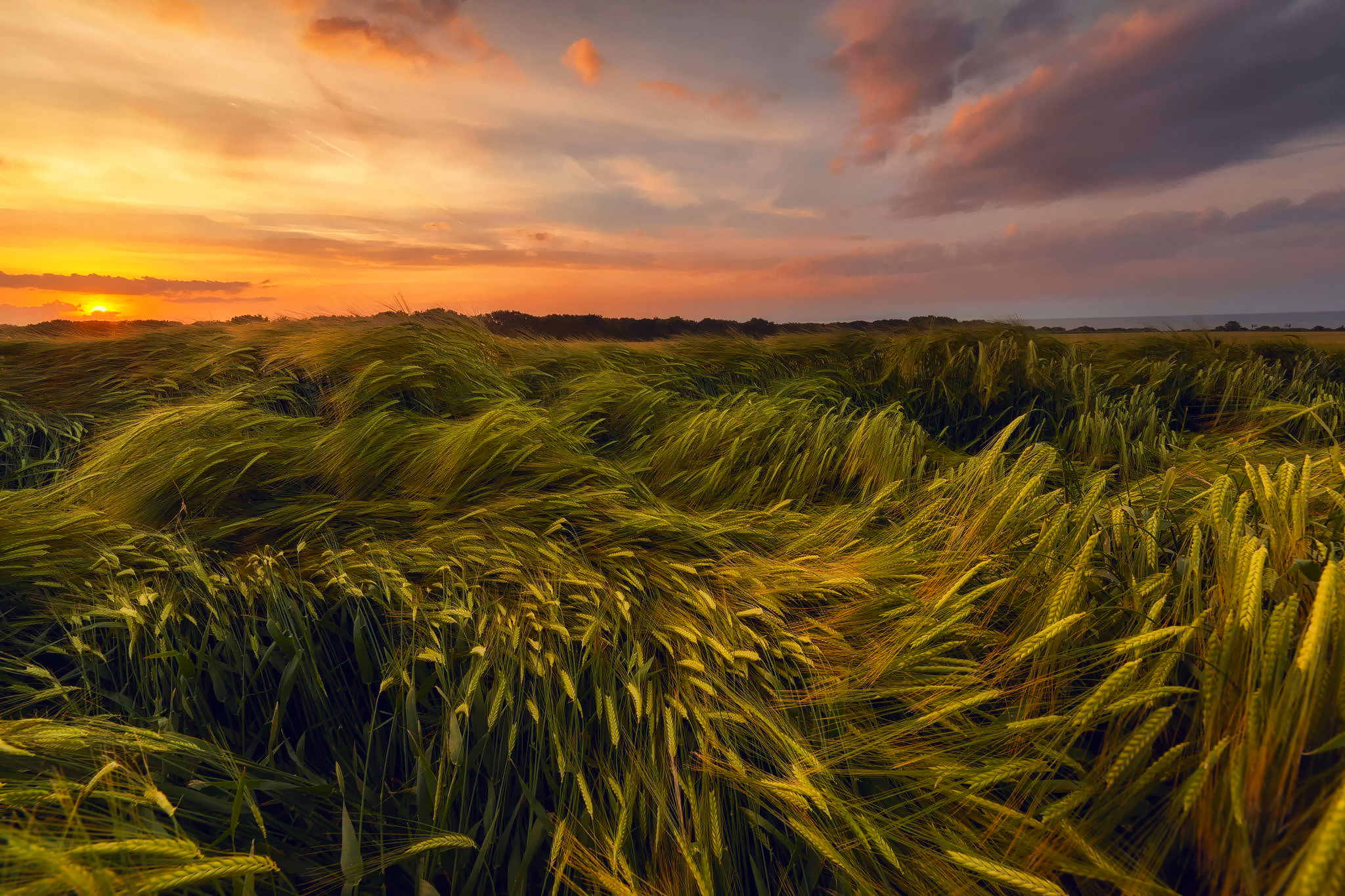 Скачать картинку Закат, Пшеница, Поле, Зеленый, Земля/природа в телефон бесплатно.