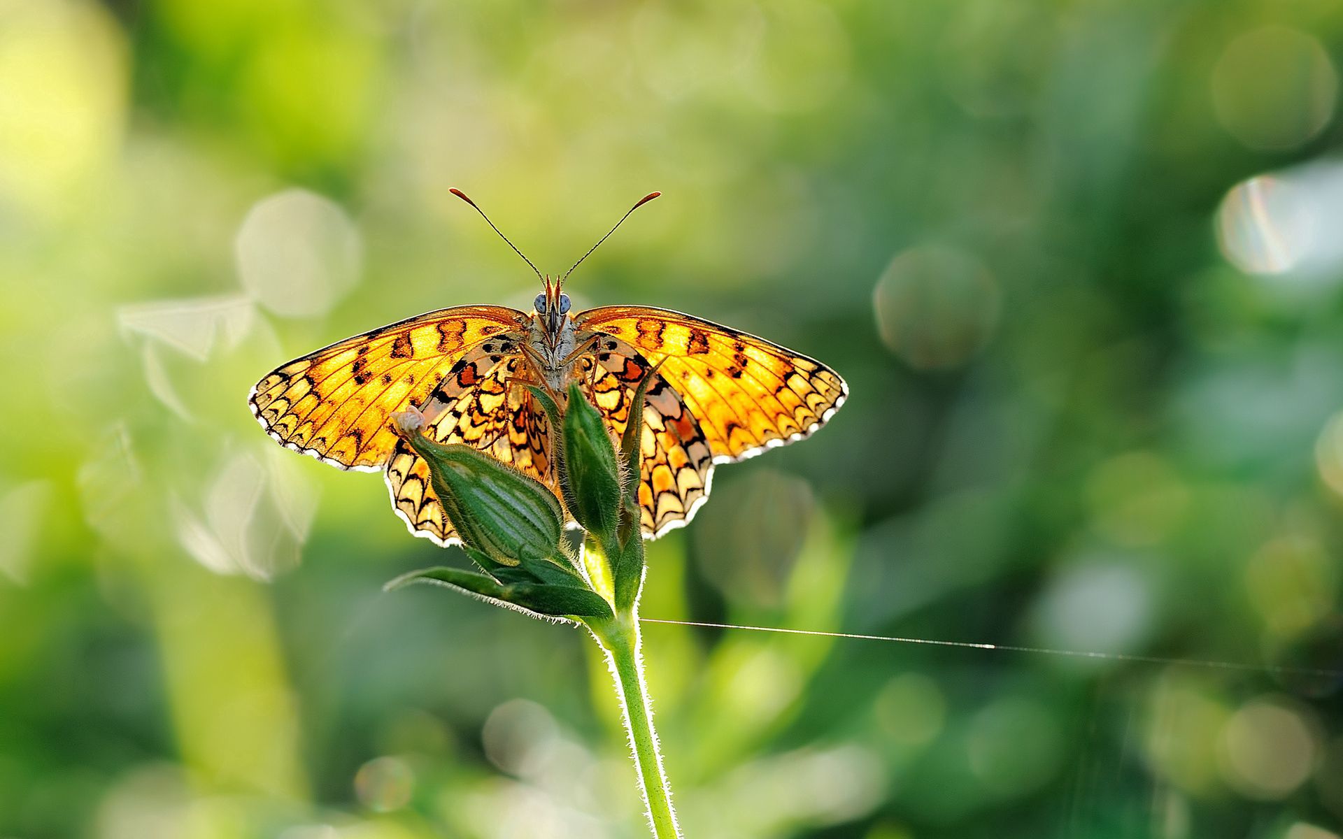 Download mobile wallpaper Glare, Macro, Smooth, Greens, Wings, Butterfly, Blur for free.