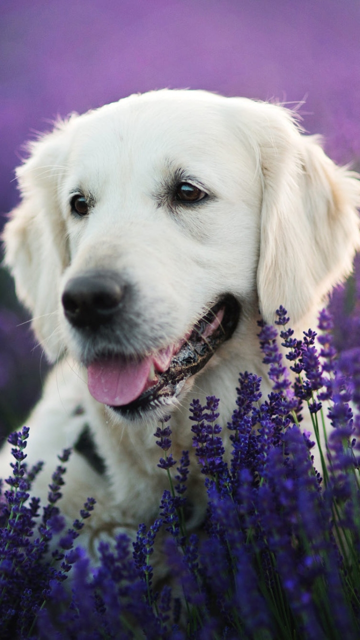 Download mobile wallpaper Dogs, Dog, Animal, Lavender, Labrador Retriever, Purple Flower for free.