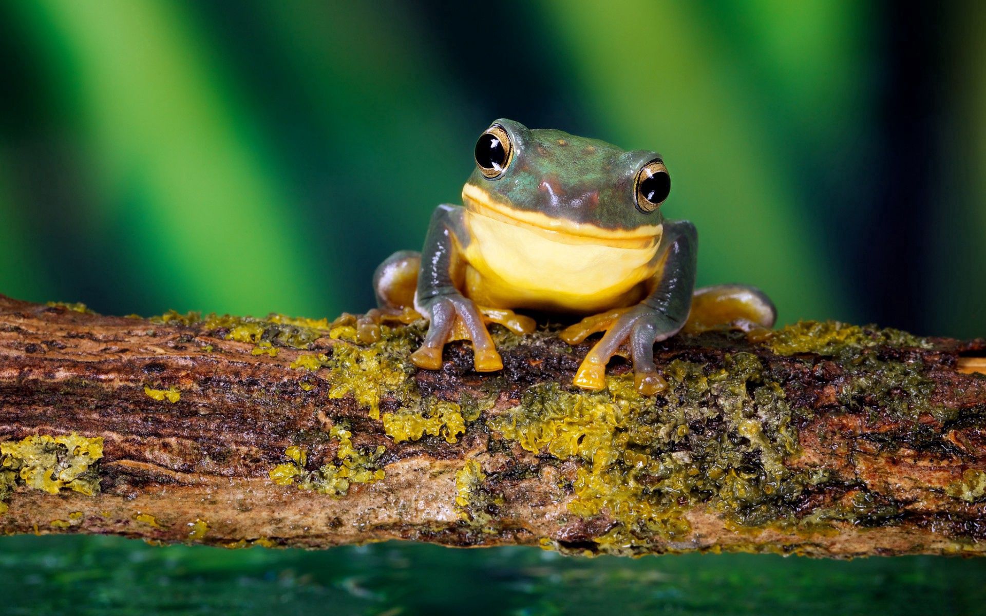 frog, animals, branch, moss, bright color Full HD