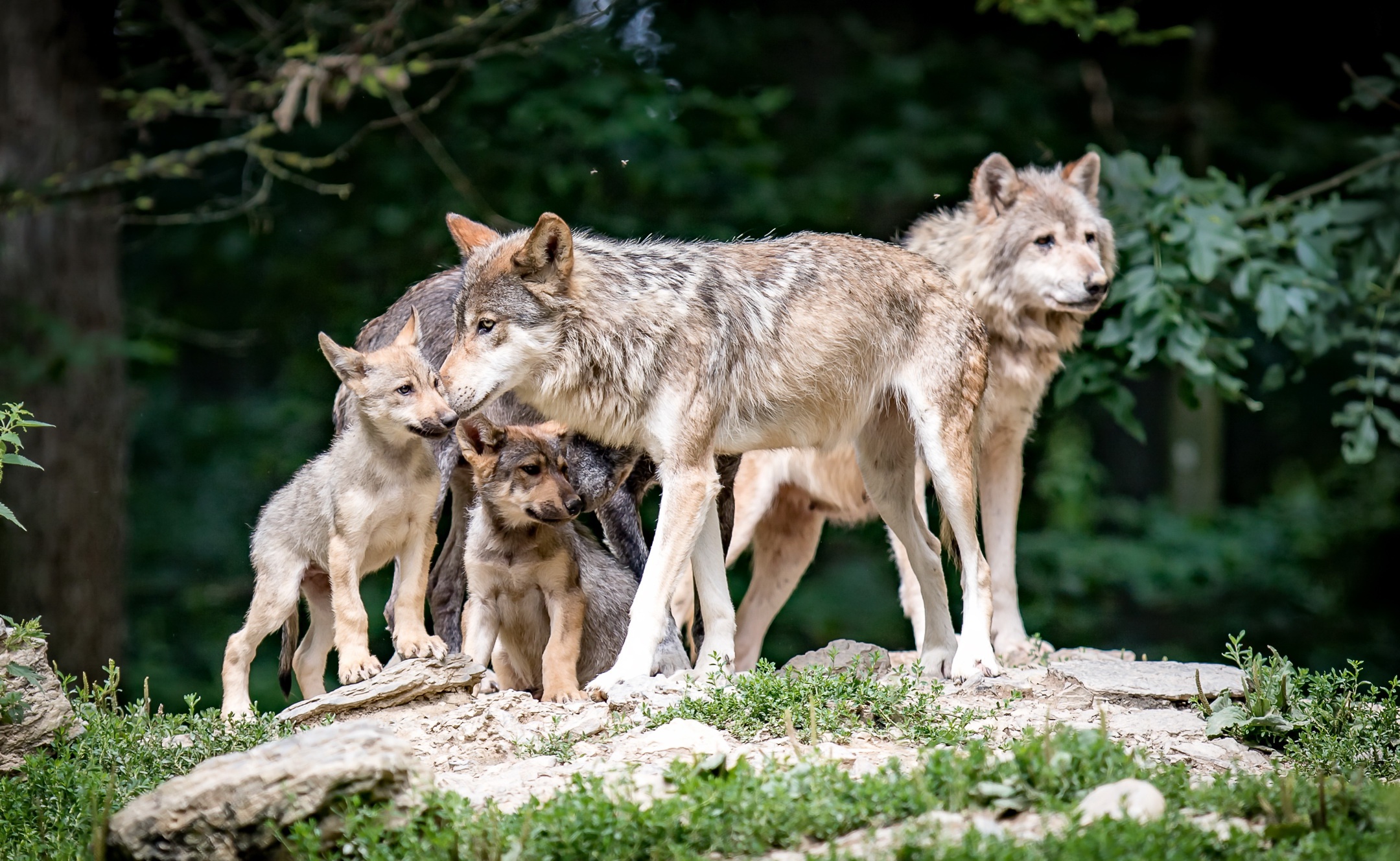 Free download wallpaper Wolf, Animal, Baby Animal, Cub, Wolves on your PC desktop