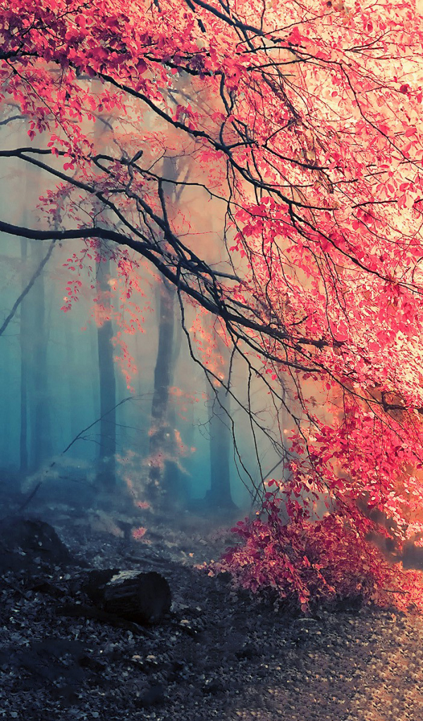 Handy-Wallpaper Herbst, Wald, Nebel, Erde/natur kostenlos herunterladen.