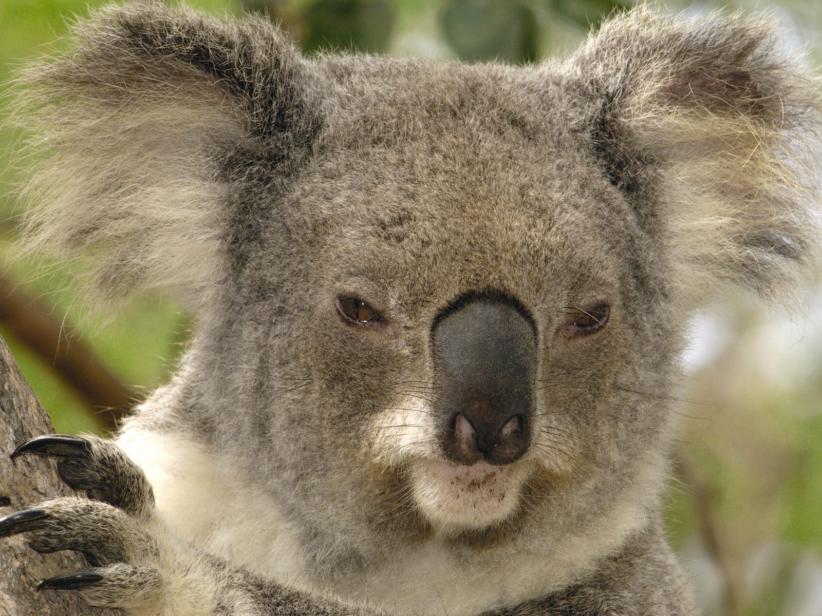 1535 скачать обои коалы, животные, желтые - заставки и картинки бесплатно