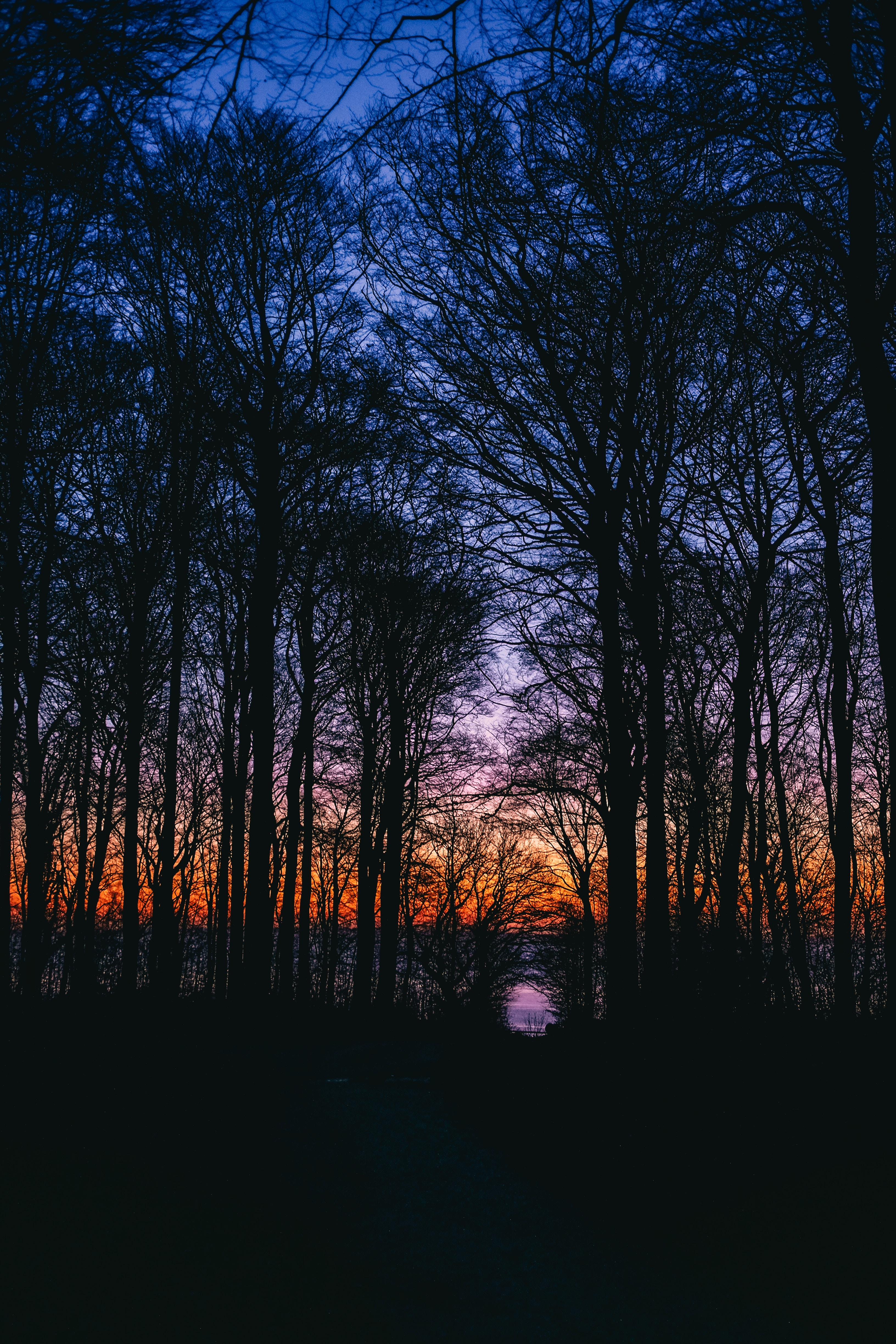Free download wallpaper Trees, Sunset, Sky, Branches, Dark on your PC desktop