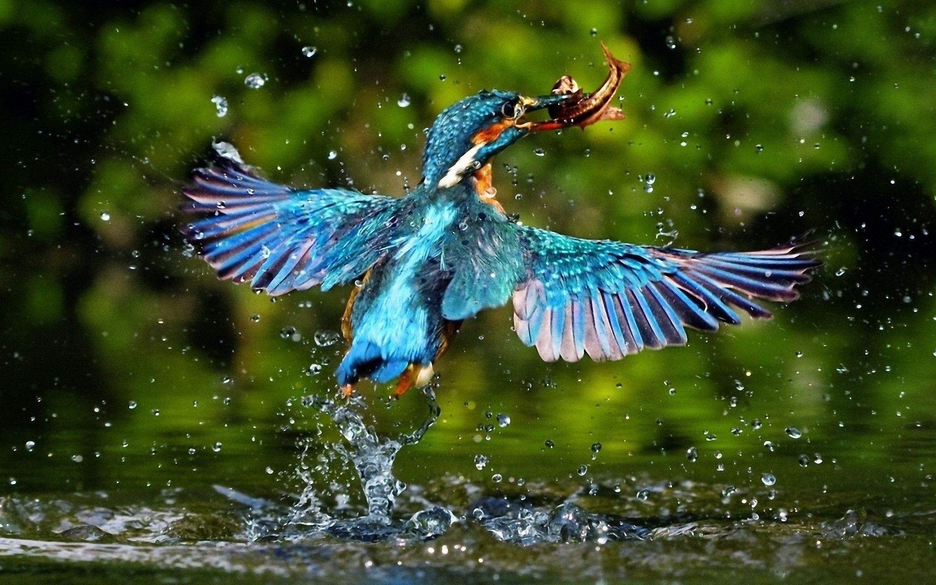 kingfisher, animal, birds