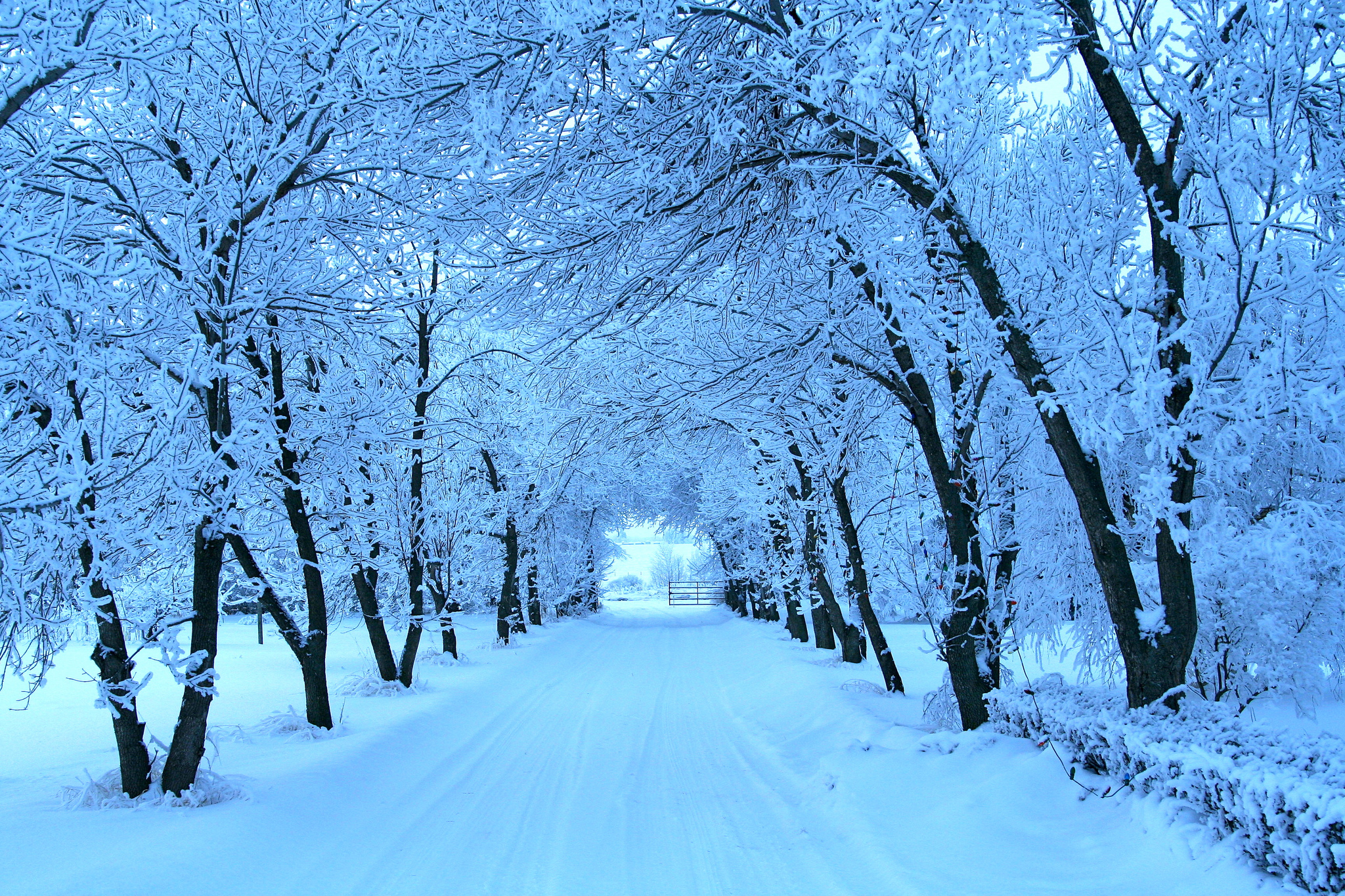 Завантажити шпалери безкоштовно Зима, Сніг, Дорога, Дерево, Земля картинка на робочий стіл ПК