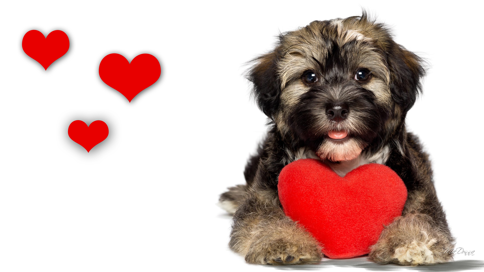 Handy-Wallpaper Tiere, Hunde, Liebe, Hund, Süß, Welpen, Herz kostenlos herunterladen.