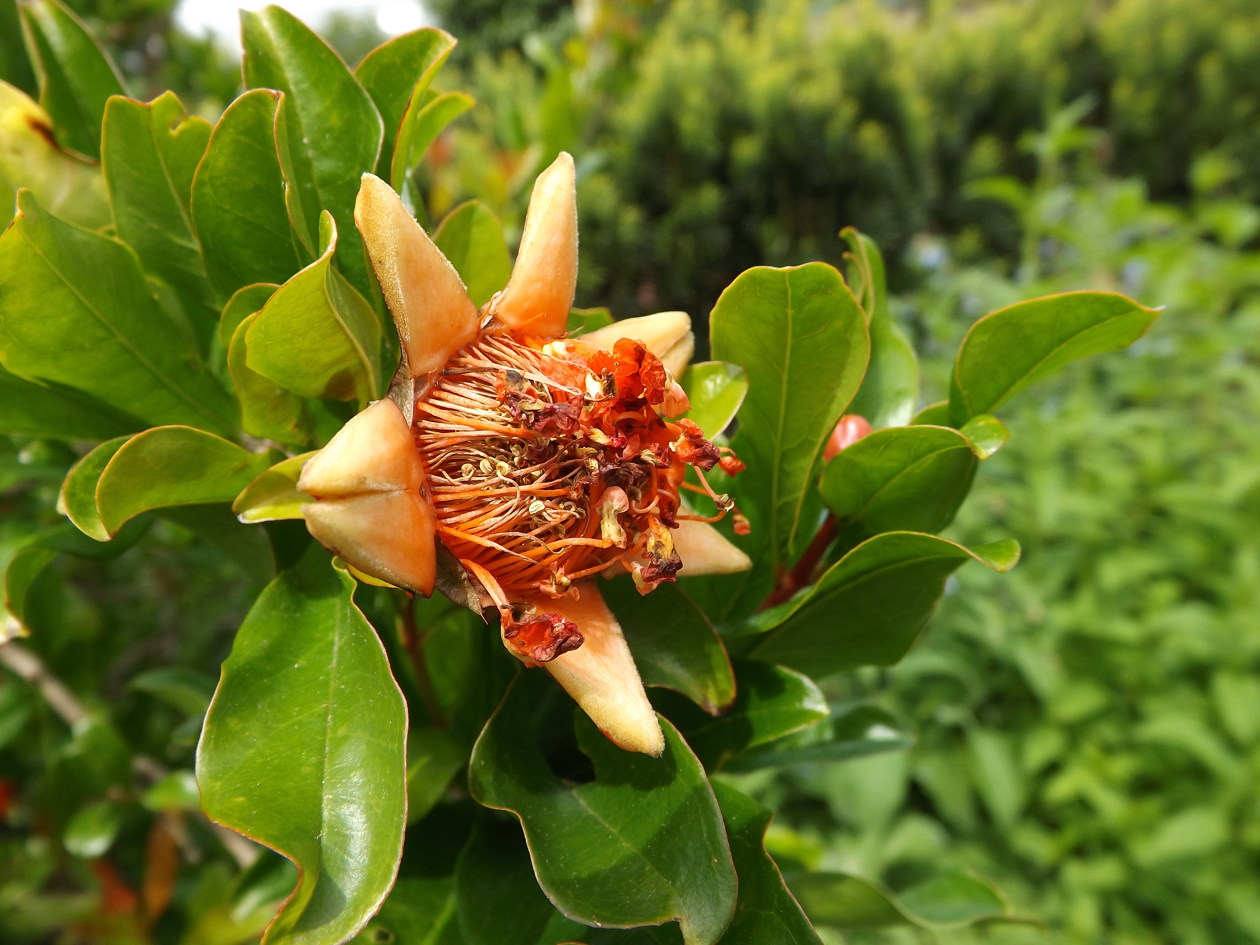 Laden Sie das Blumen, Blume, Erde/natur-Bild kostenlos auf Ihren PC-Desktop herunter