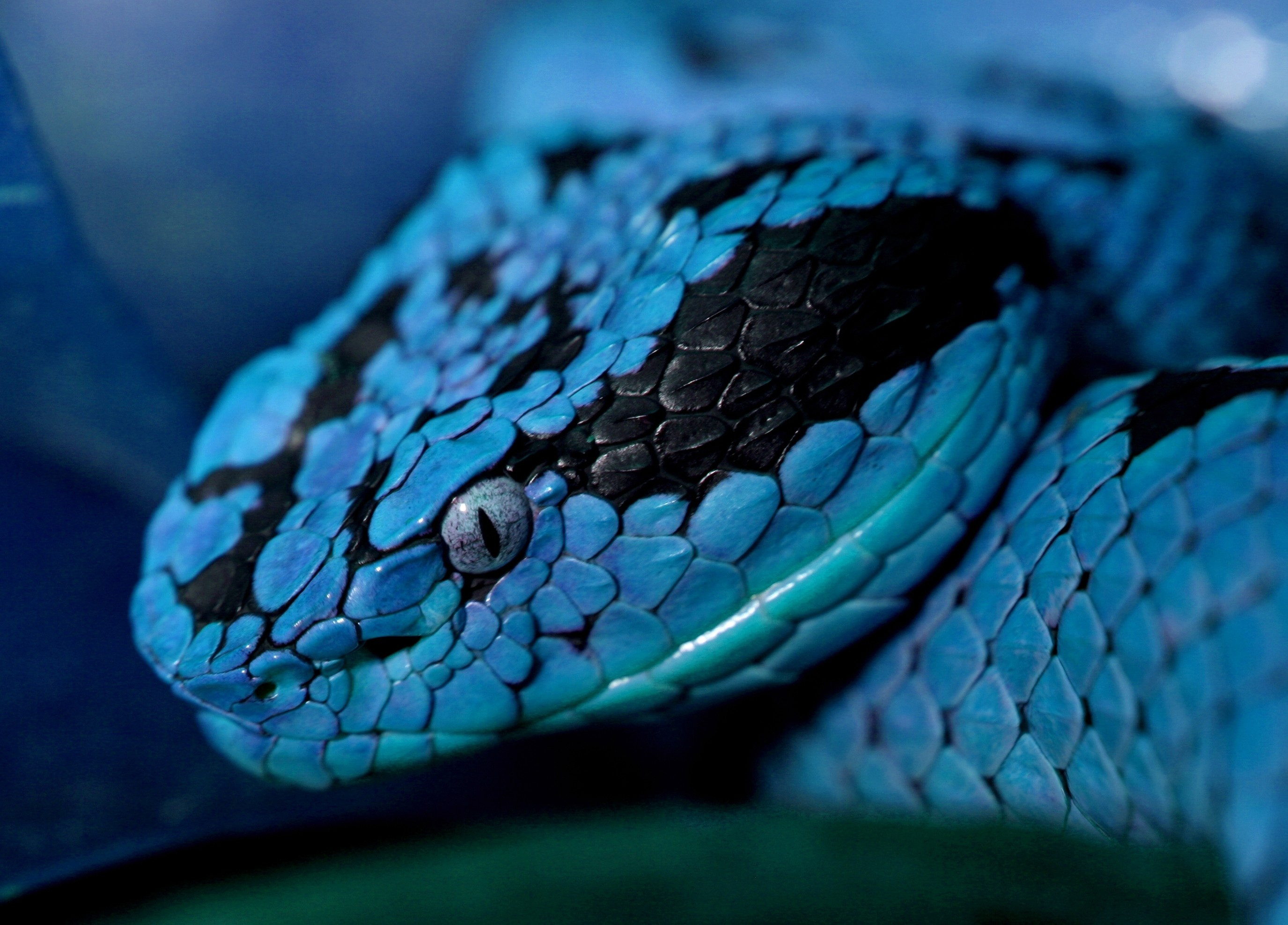 Descarga gratuita de fondo de pantalla para móvil de Animales, Serpiente, Reptiles.