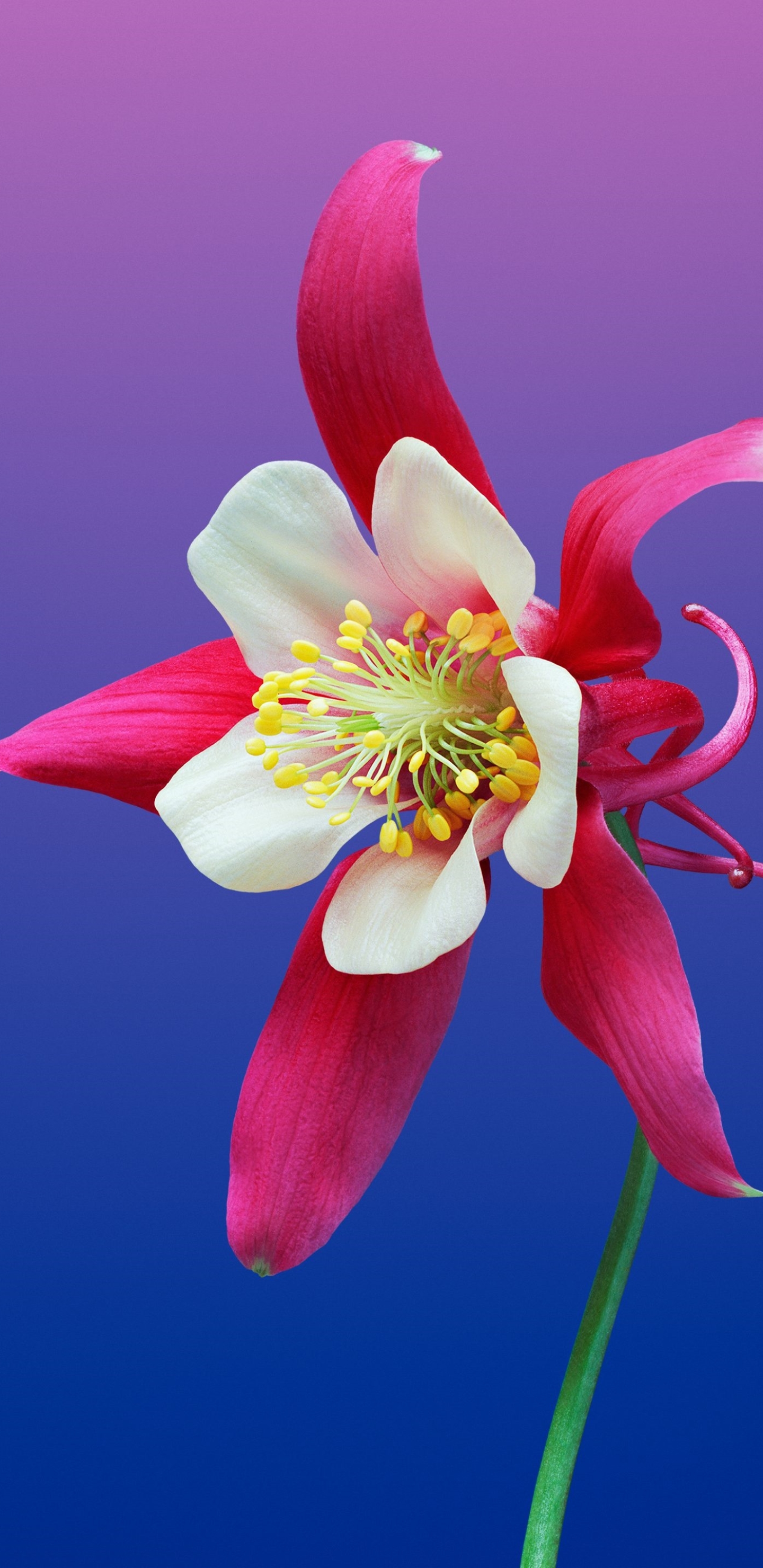 Download mobile wallpaper Flowers, Flower, Earth, Pink Flower, Columbine for free.