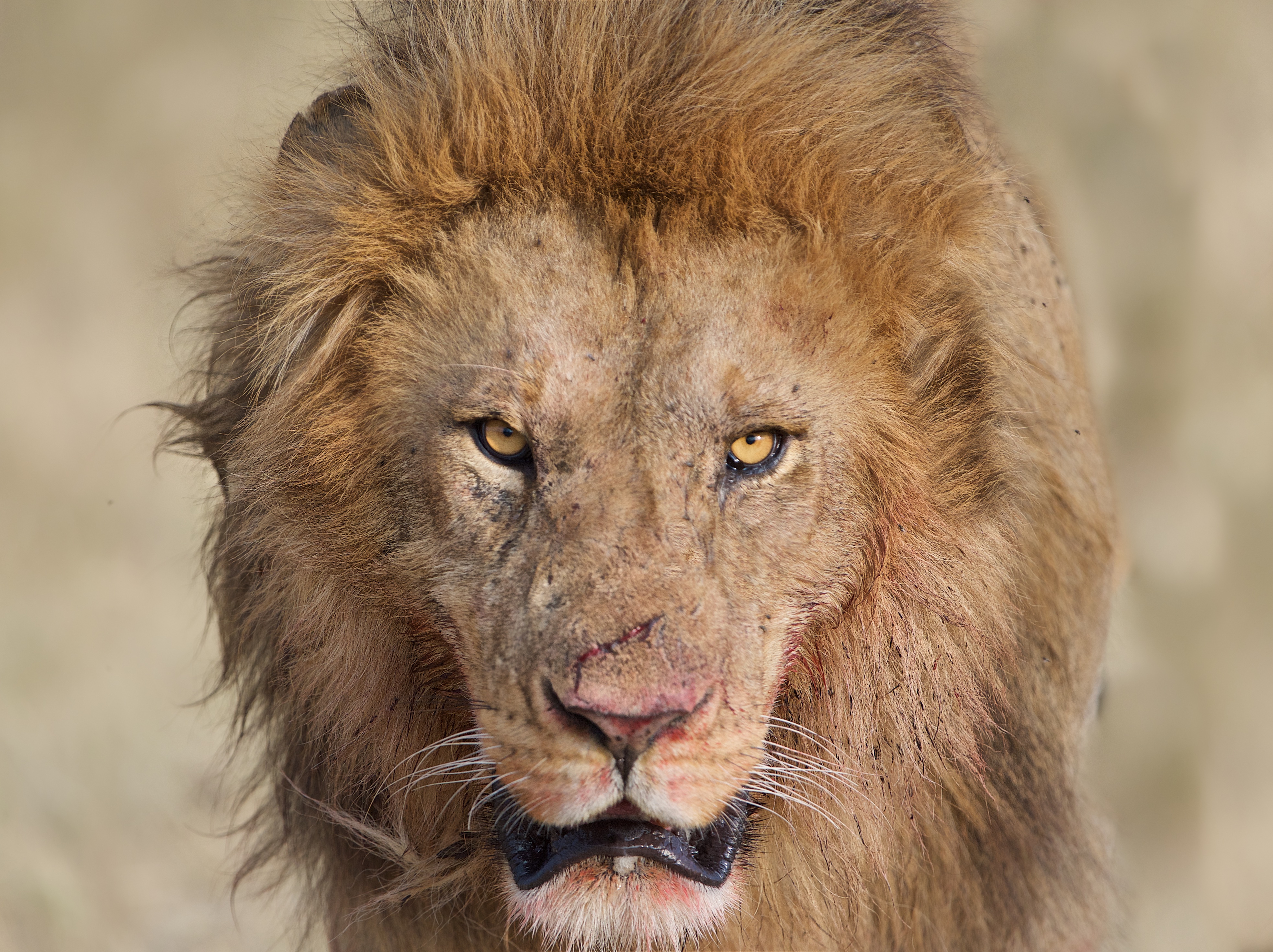 Téléchargez des papiers peints mobile Animaux, Chats, Lion, Regard gratuitement.