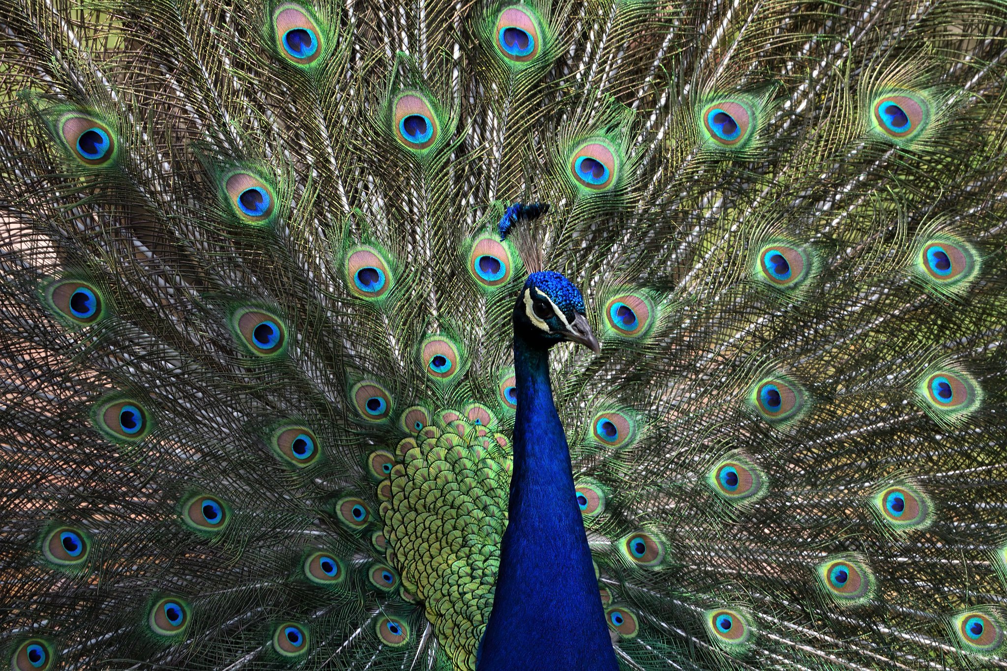 Descarga gratis la imagen Animales, Pavo Real, Aves, Ave en el escritorio de tu PC