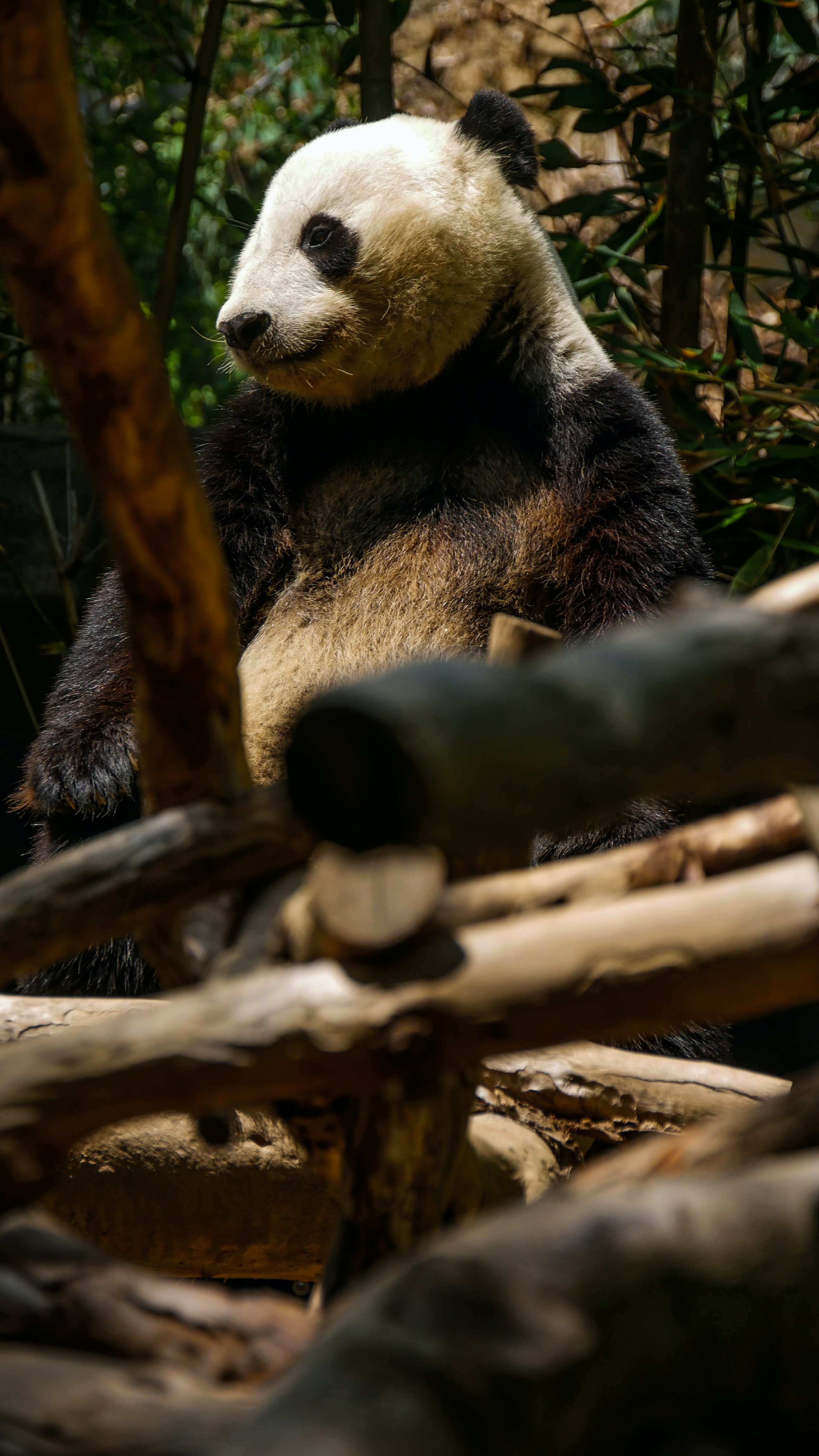 Descarga gratuita de fondo de pantalla para móvil de Animales, Querido, Árboles, Bambú, Panda, Lindo.
