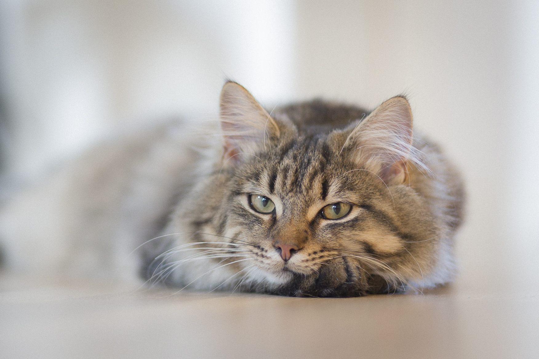 Baixe gratuitamente a imagem Animais, Gatos, Gato na área de trabalho do seu PC