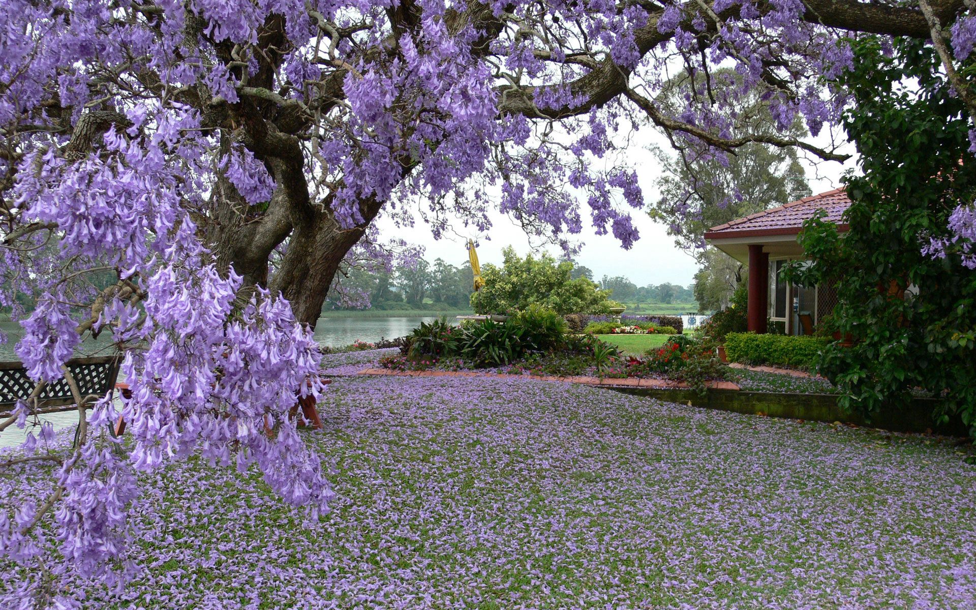 garden, spring, nature, wood, petals, tree, bloom, flowering, house, courtyard, yard
