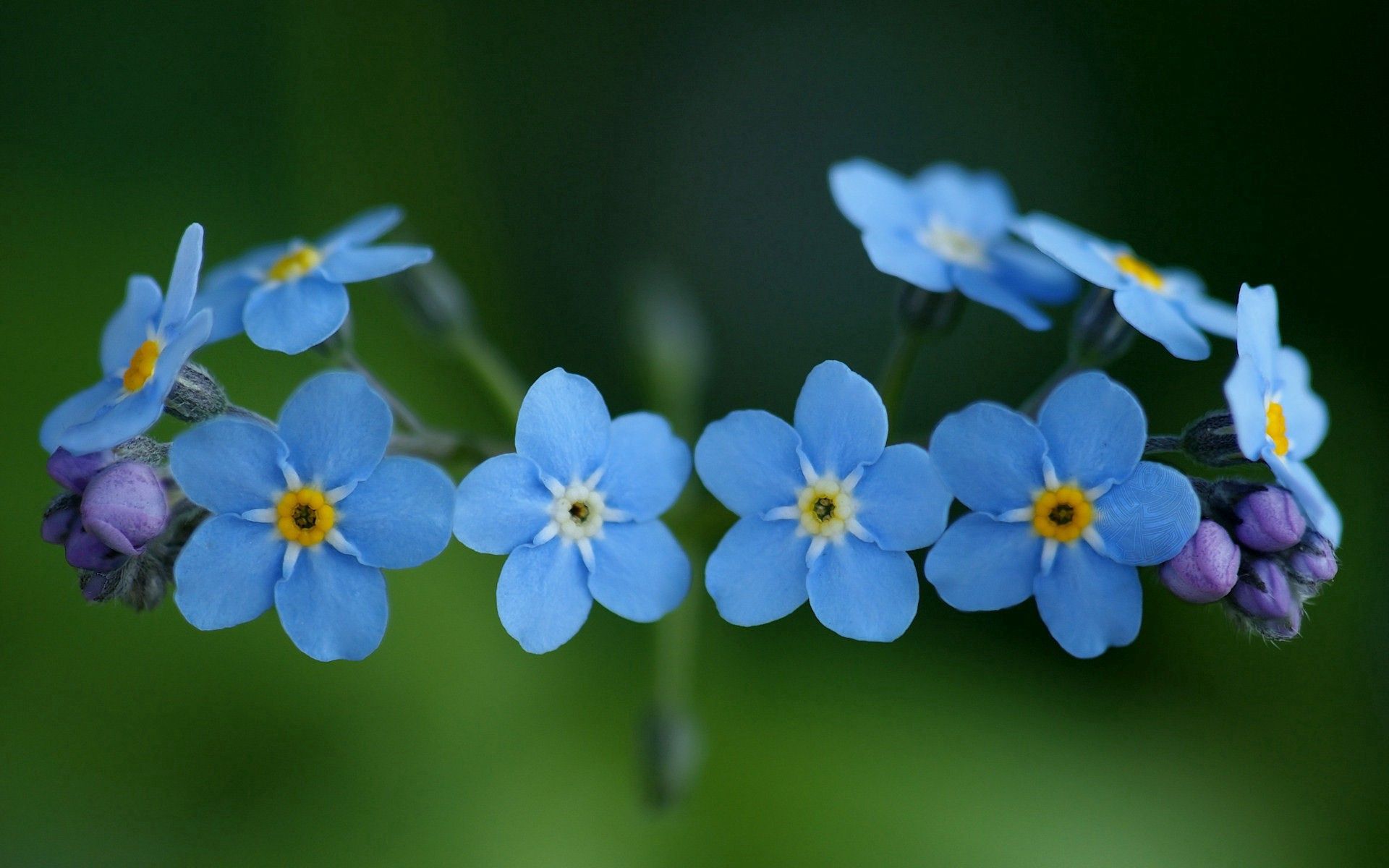 flowers, green, blue, macro, small 4K
