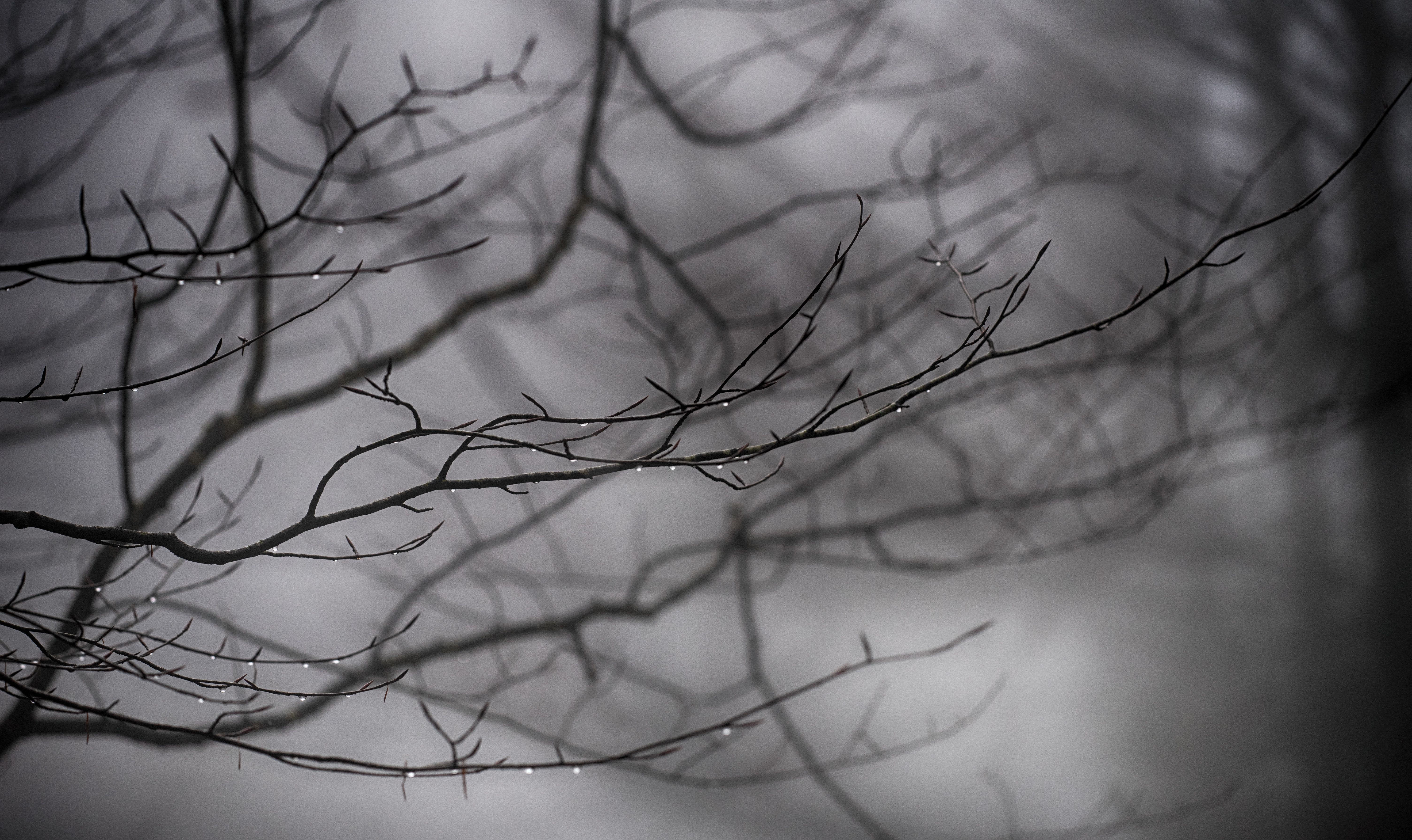 Download mobile wallpaper Branches, Chb, Nature, Drops, Bw for free.
