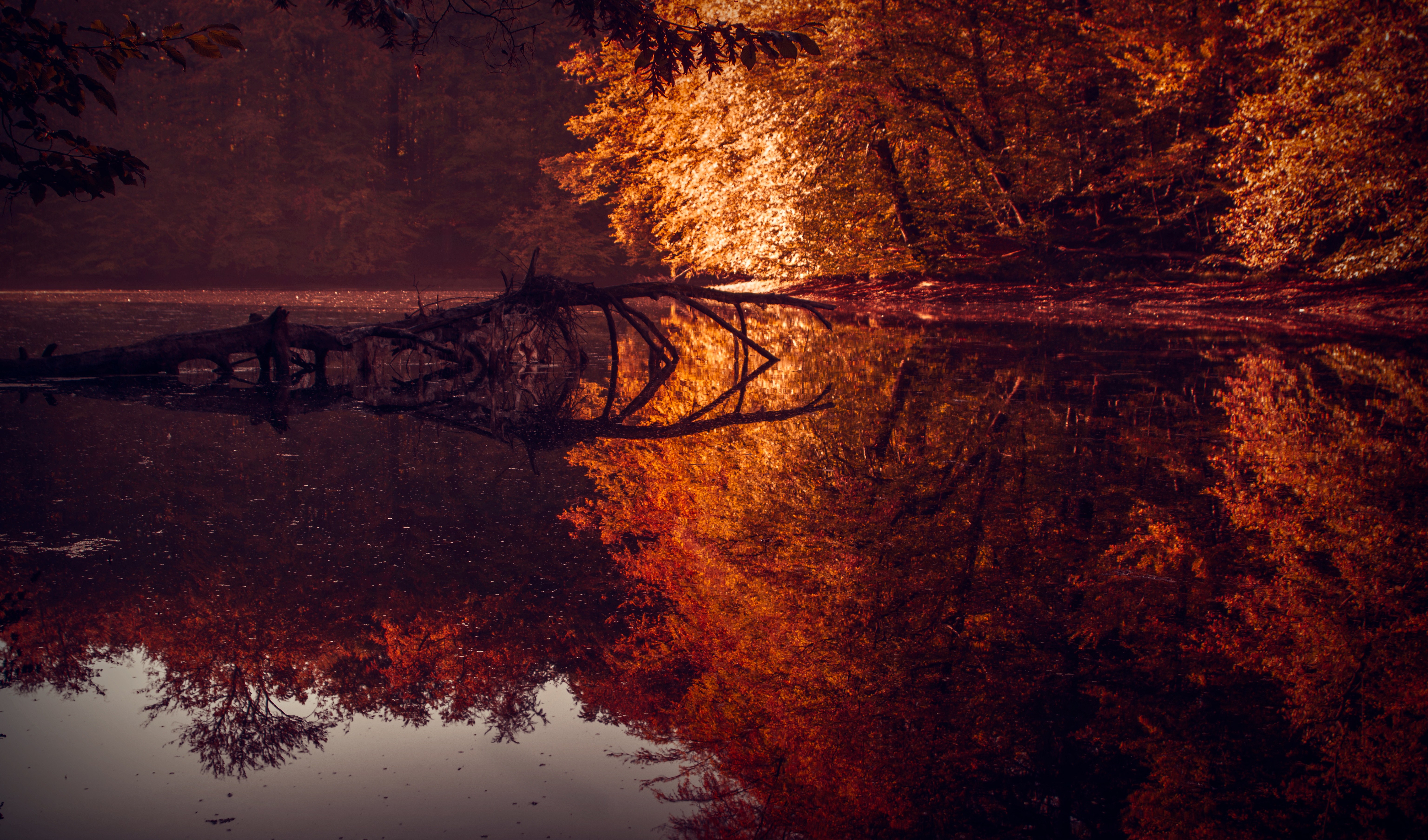 Download mobile wallpaper Nature, Reflection, Tree, Fall, Earth, River for free.