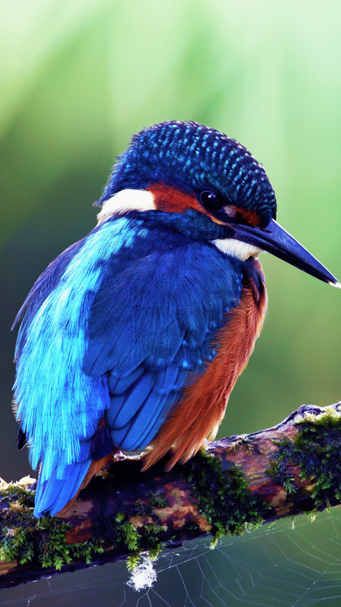 Download mobile wallpaper Birds, Animal, Kingfisher for free.