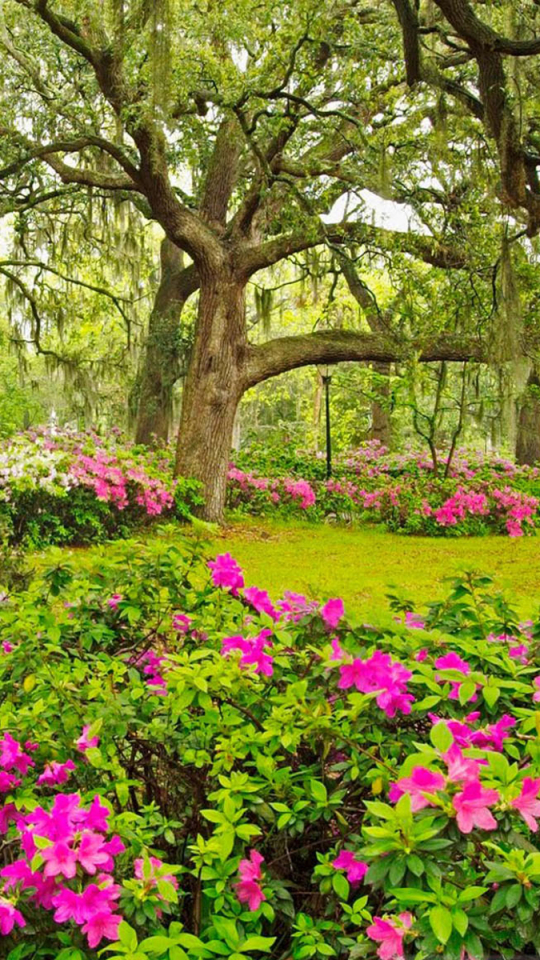 Download mobile wallpaper Flower, Park, Tree, Spring, Photography, Purple Flower for free.