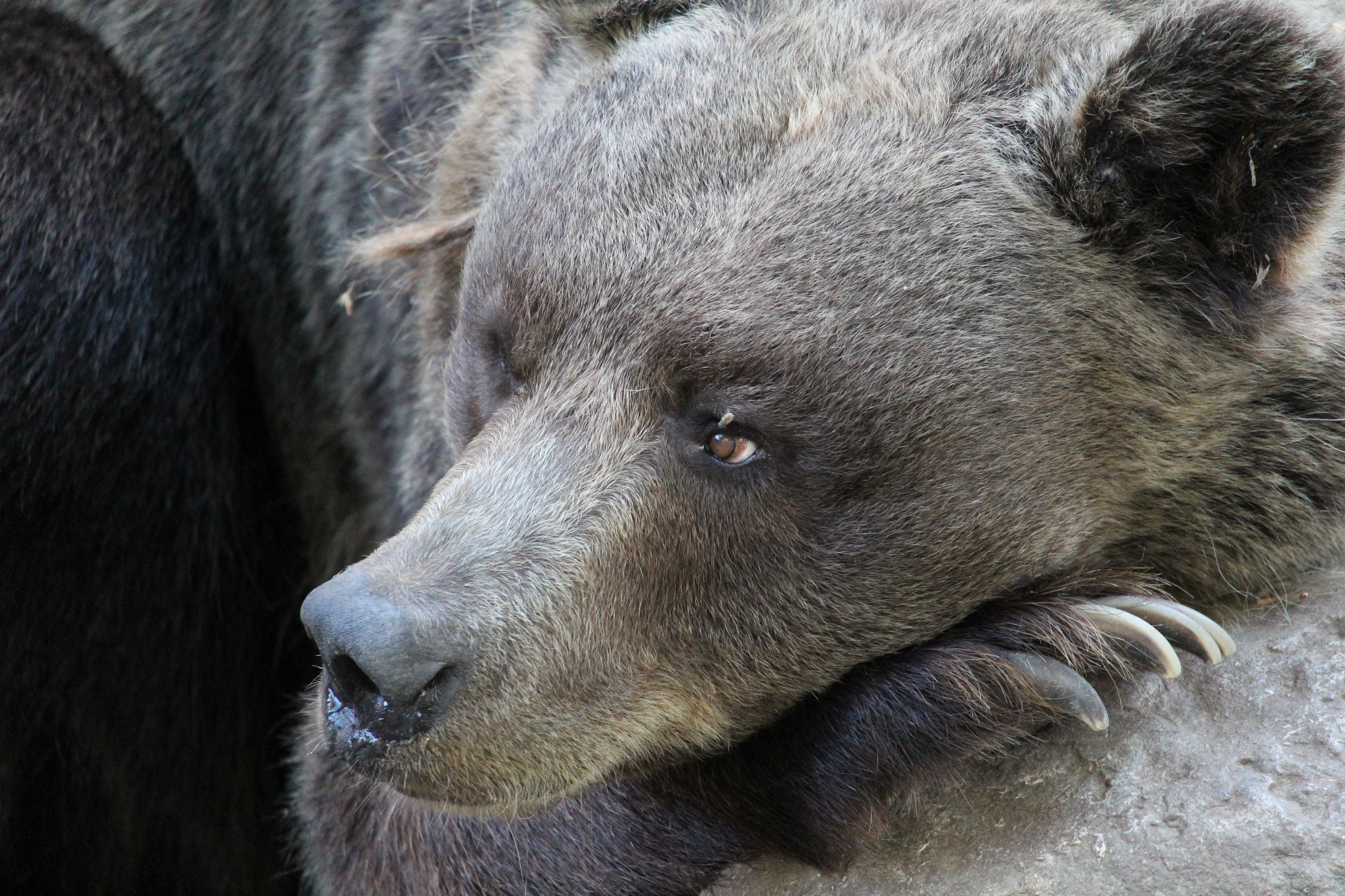 Free download wallpaper Bears, Bear, Animal, Resting on your PC desktop