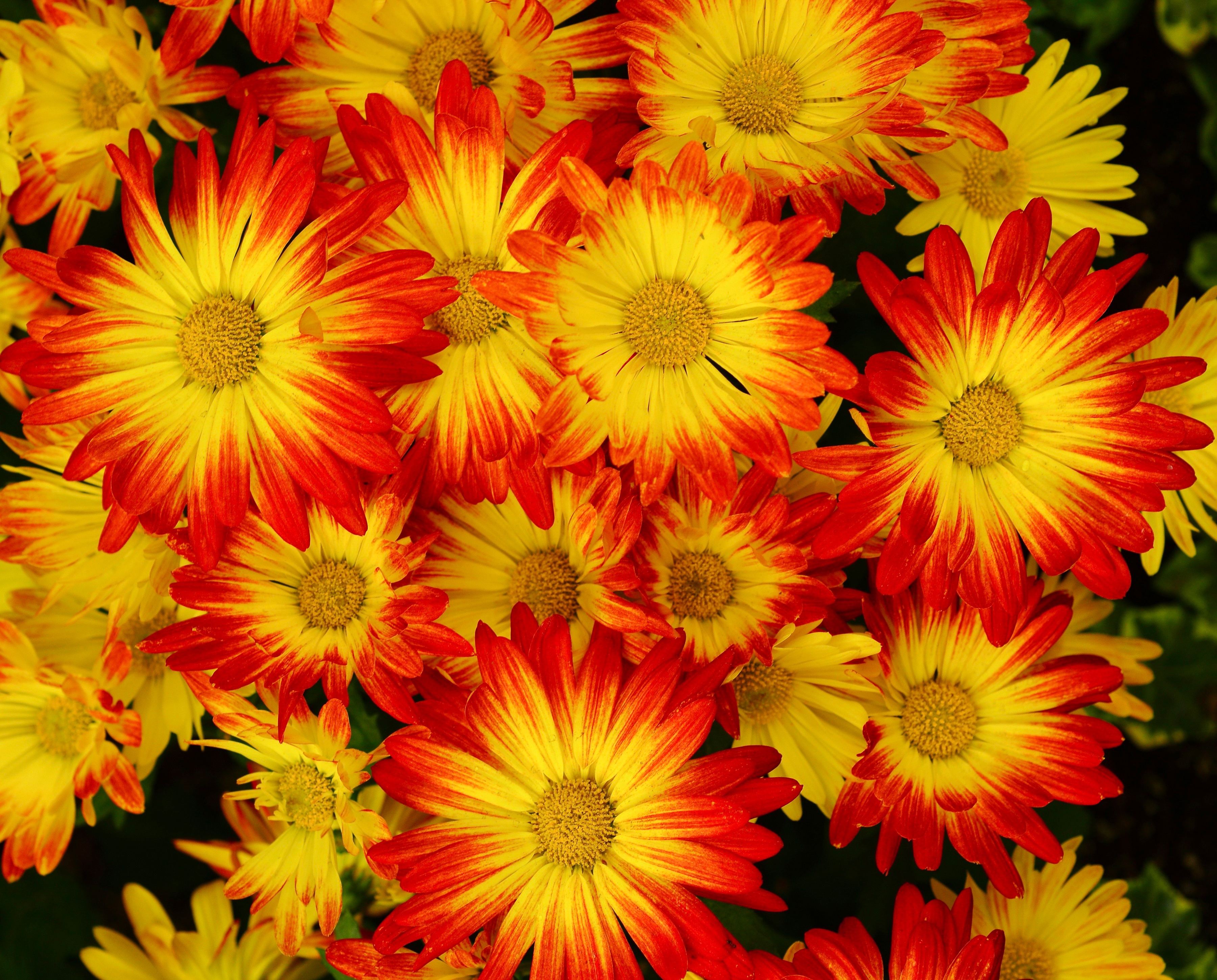 426611 descargar fondo de pantalla tierra/naturaleza, crisantemo, flor, naturaleza, flores: protectores de pantalla e imágenes gratis