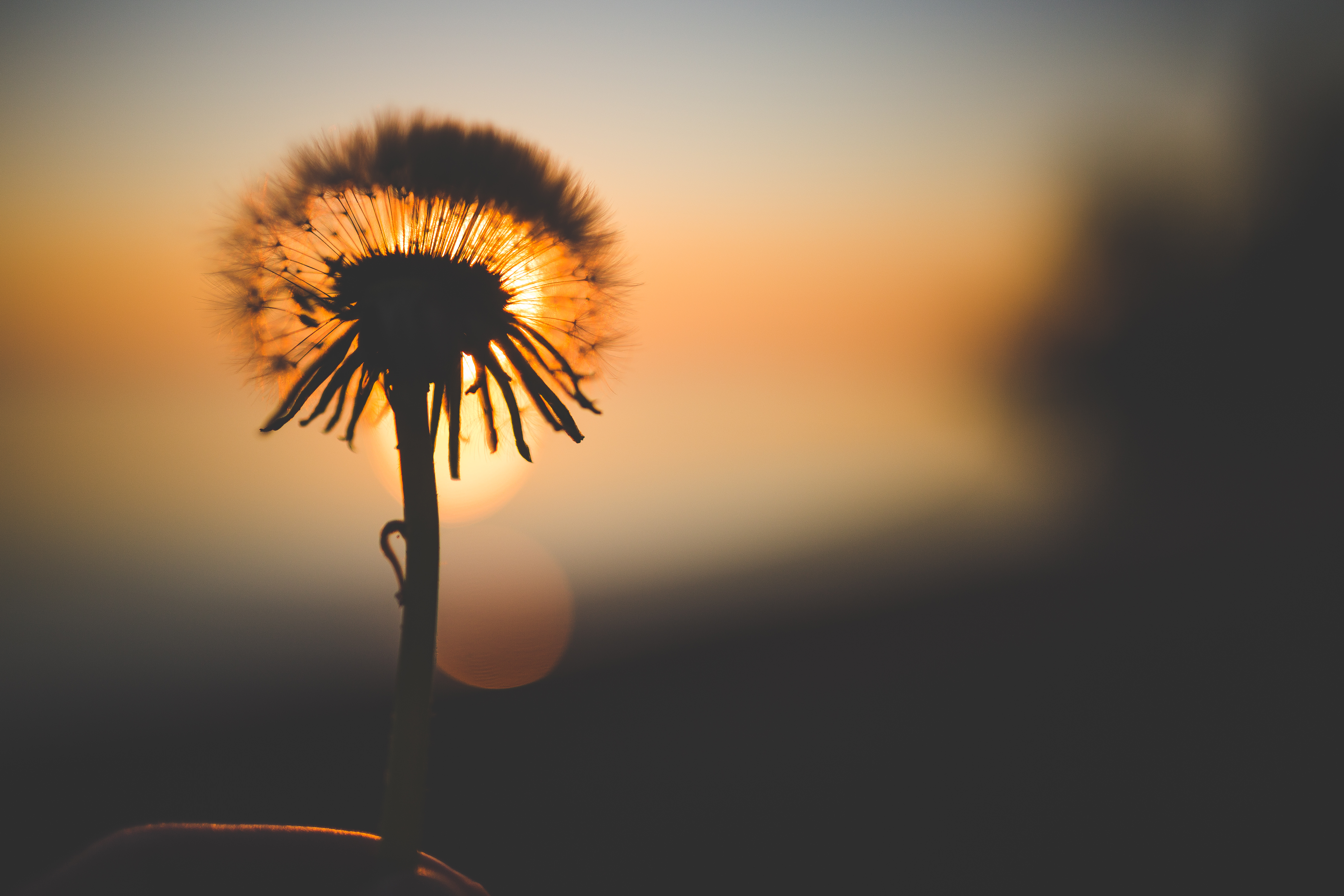 Download mobile wallpaper Nature, Sunset, Silhouette, Dandelion for free.