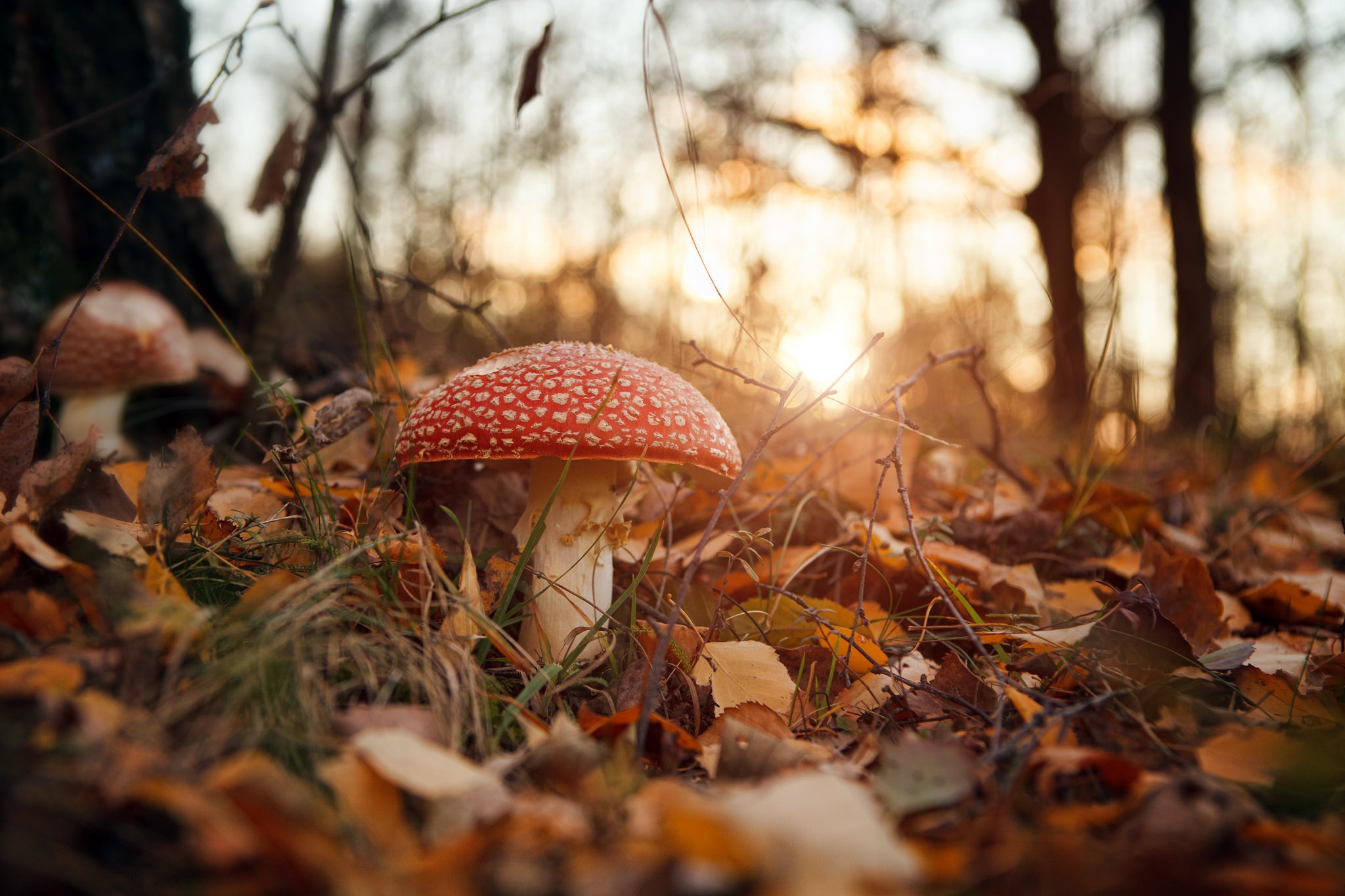 Handy-Wallpaper Natur, Herbst, Nahansicht, Pilz, Erde/natur kostenlos herunterladen.