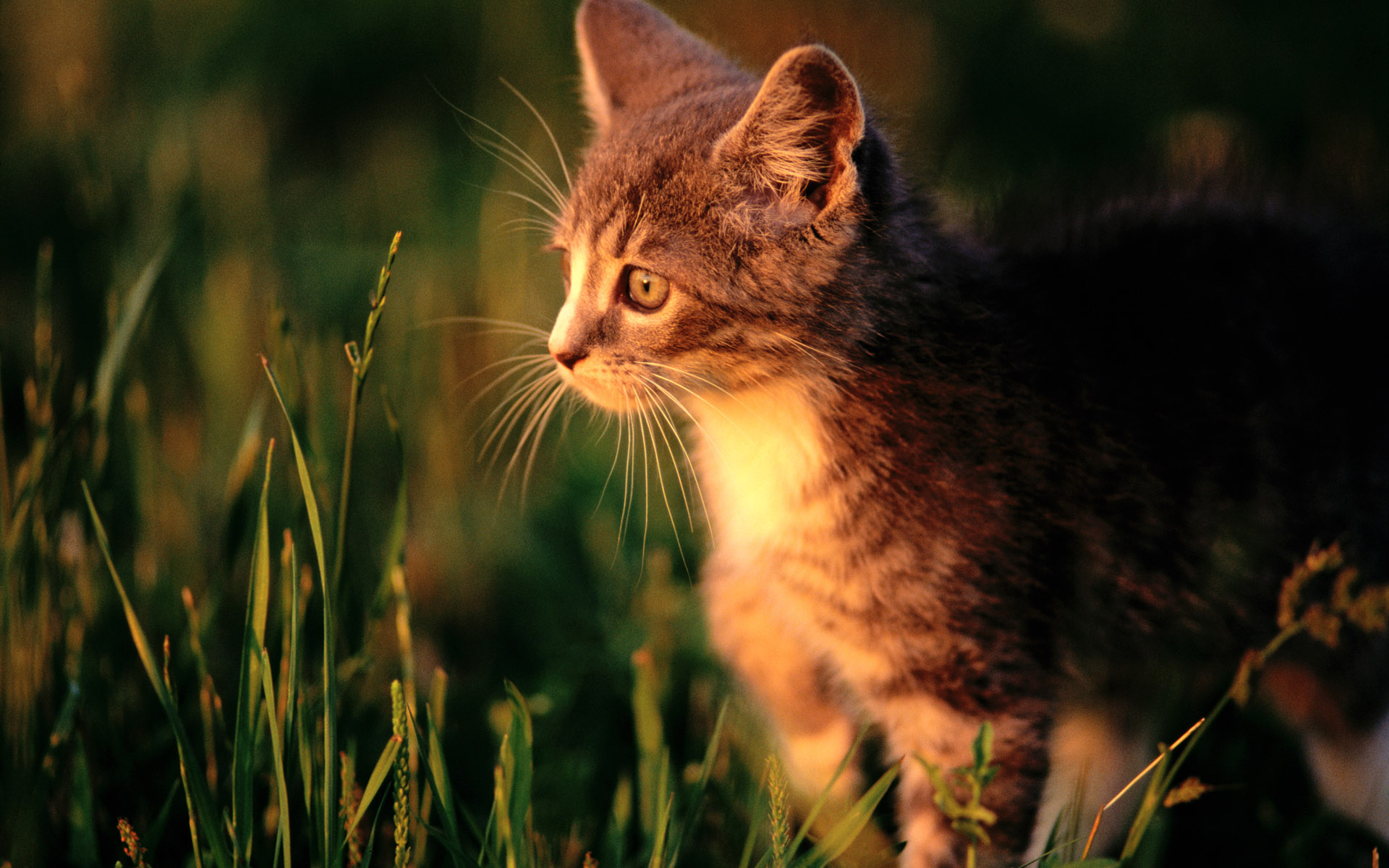 Baixe gratuitamente a imagem Animais, Gatos, Gato na área de trabalho do seu PC