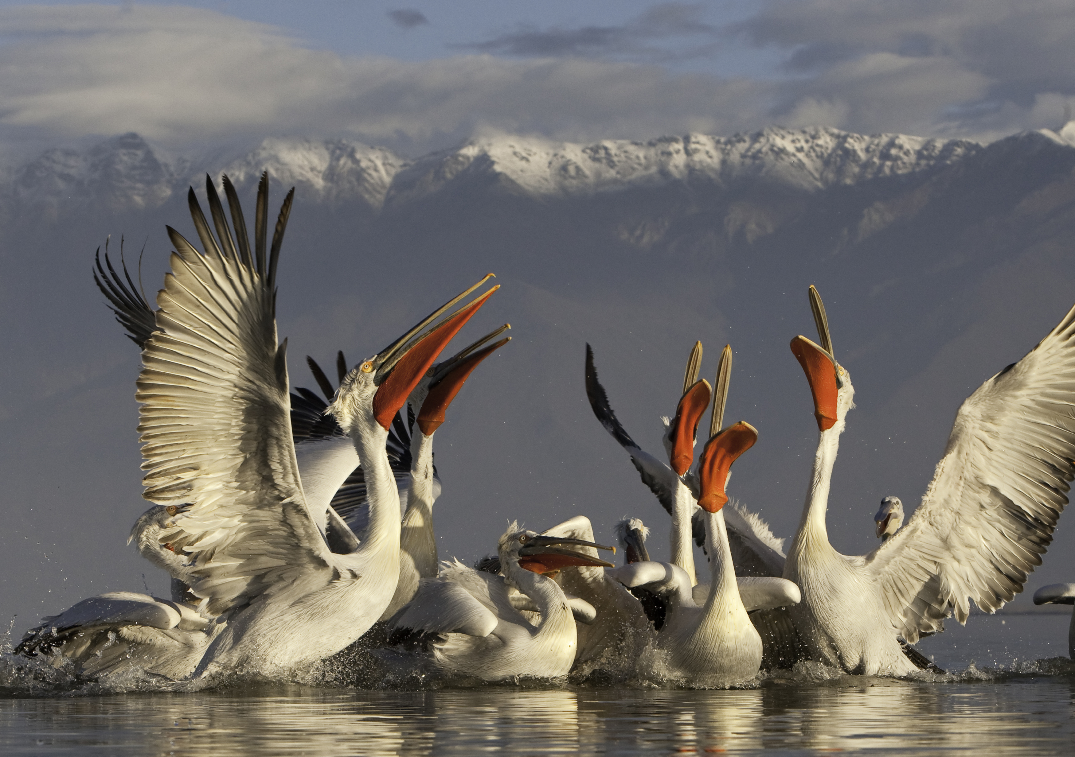 290349 Hintergrundbild herunterladen tiere, pelikan, vögel - Bildschirmschoner und Bilder kostenlos