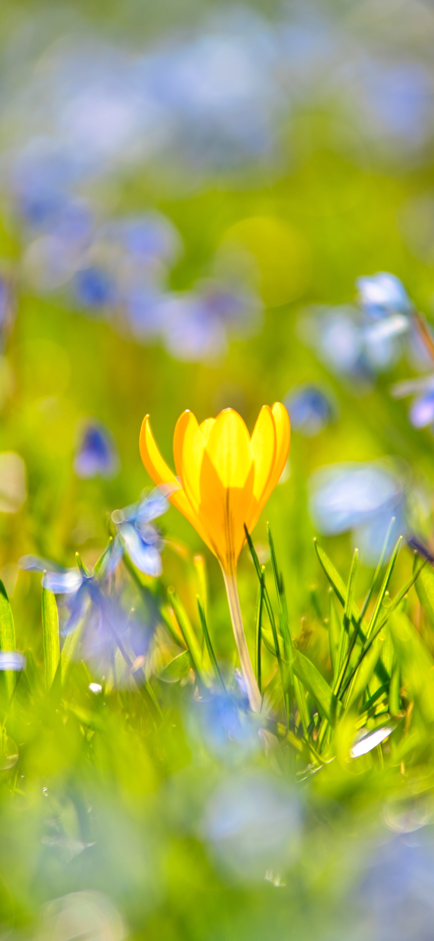 Скачать картинку Крупный План, Весна, Крокус, Желтый Цветок, Земля/природа, Синий Цветок, Флауэрсы в телефон бесплатно.