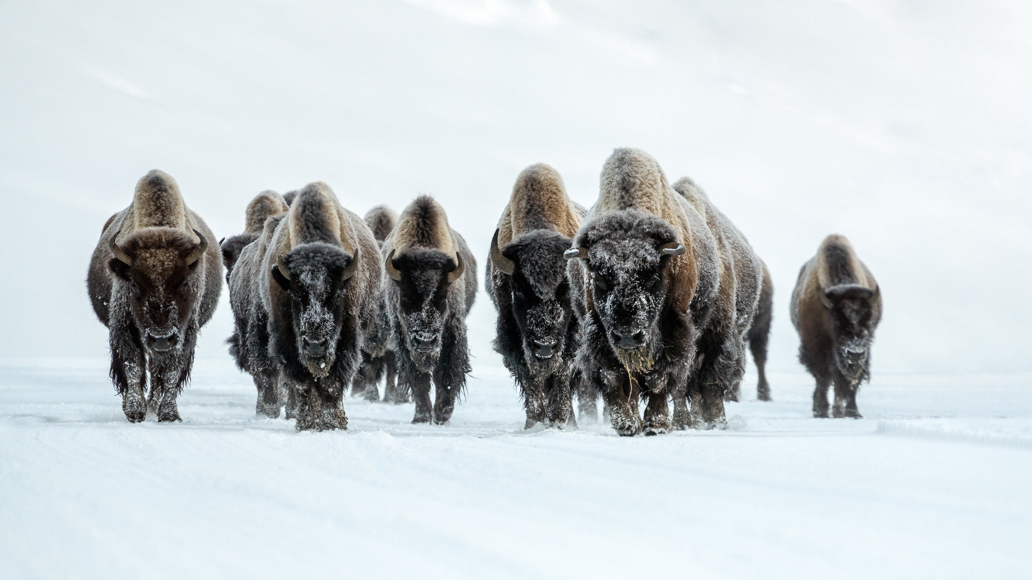 Download mobile wallpaper Winter, Animal, American Bison for free.